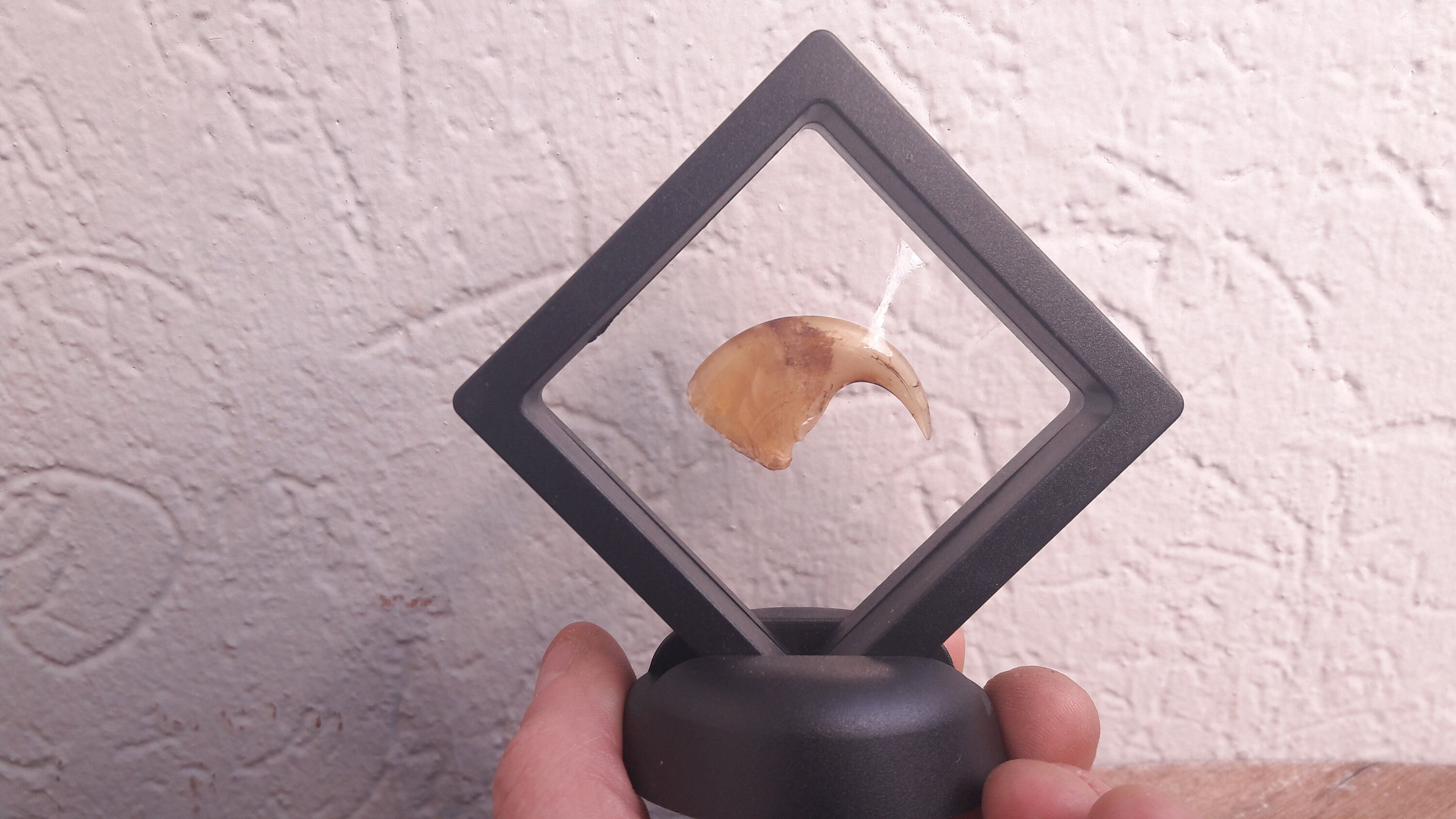 Ongle de Lion Dans Cadre Flottant