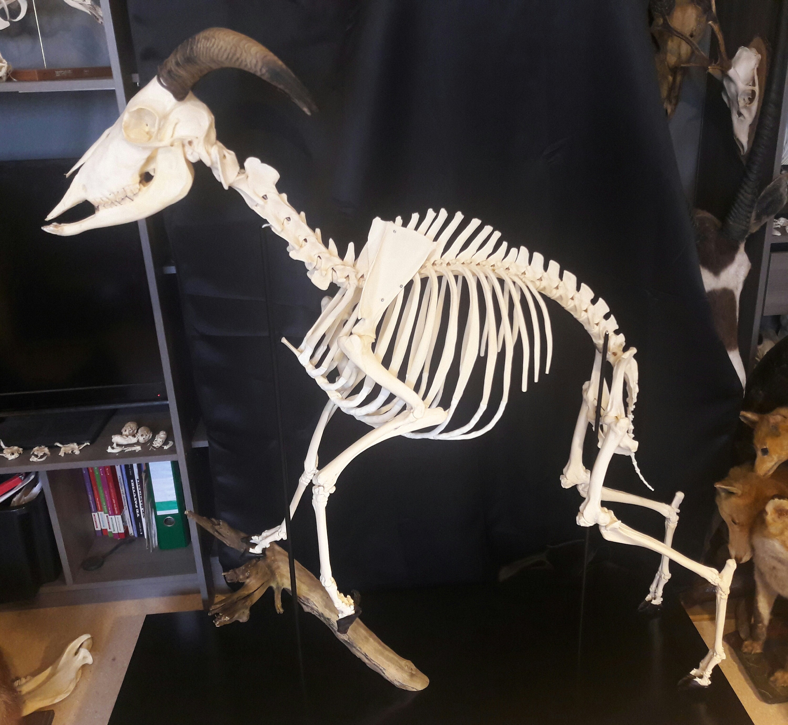 Squelette Complet de Mouflon à Manchette | Aoudad