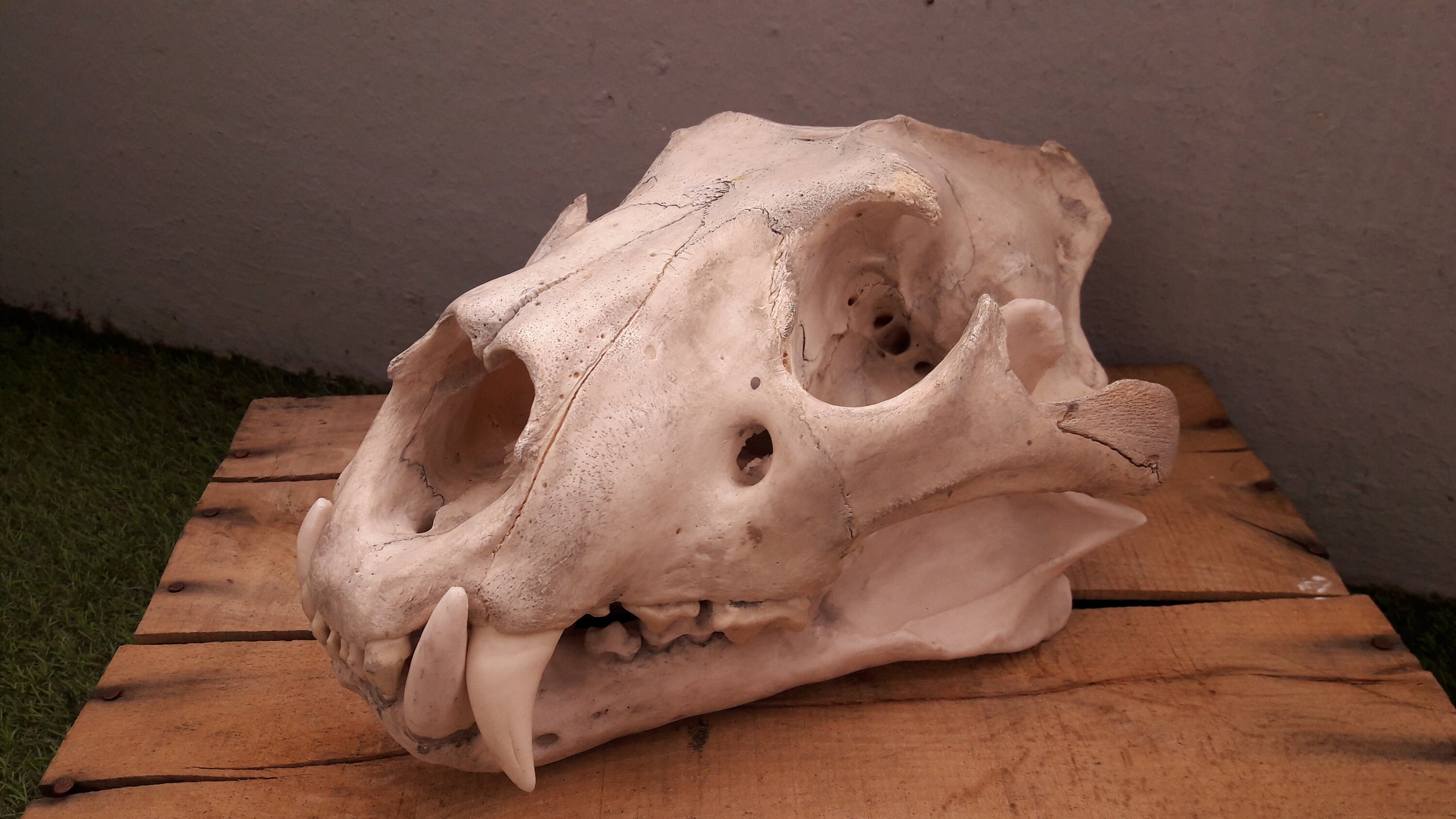 Crâne de Lion ; Panthera Leo