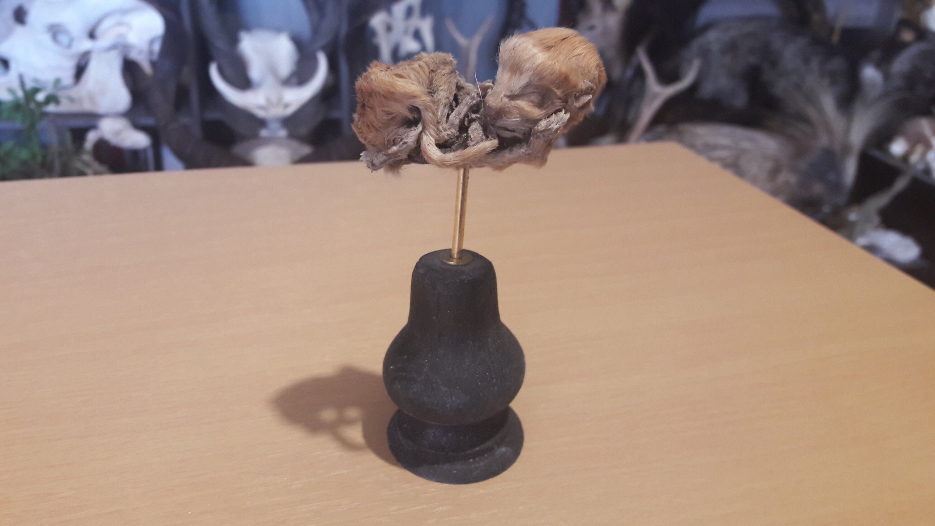 Fœtus Préservée à Sec | Momifiée sur Socle/Fetus Dry Preserved | Mummified On Plinth