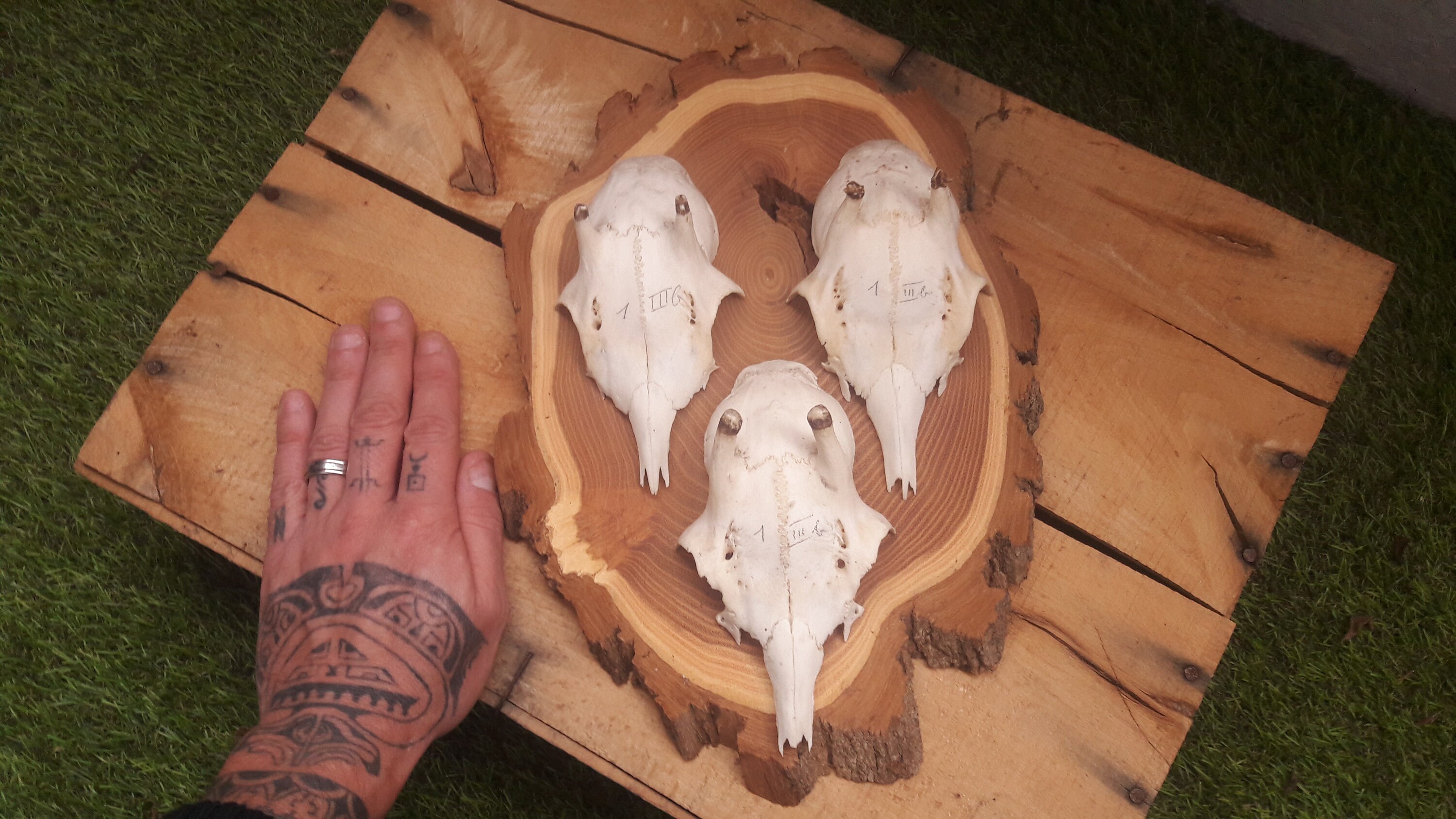 Trophée de 3 Chevreuils/Trophy Roe Deer