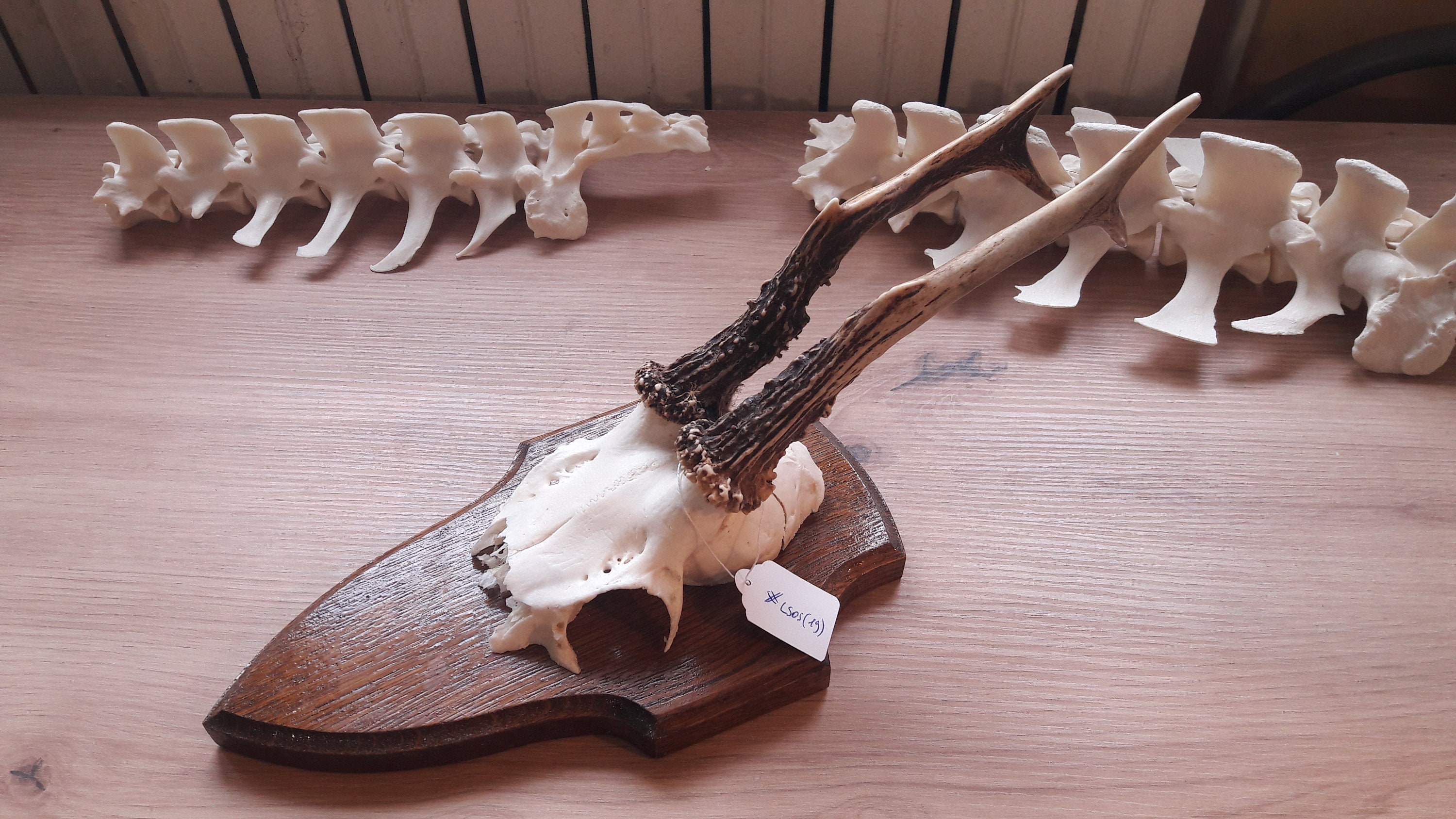 Trophée de Chevreuil sur Écusson