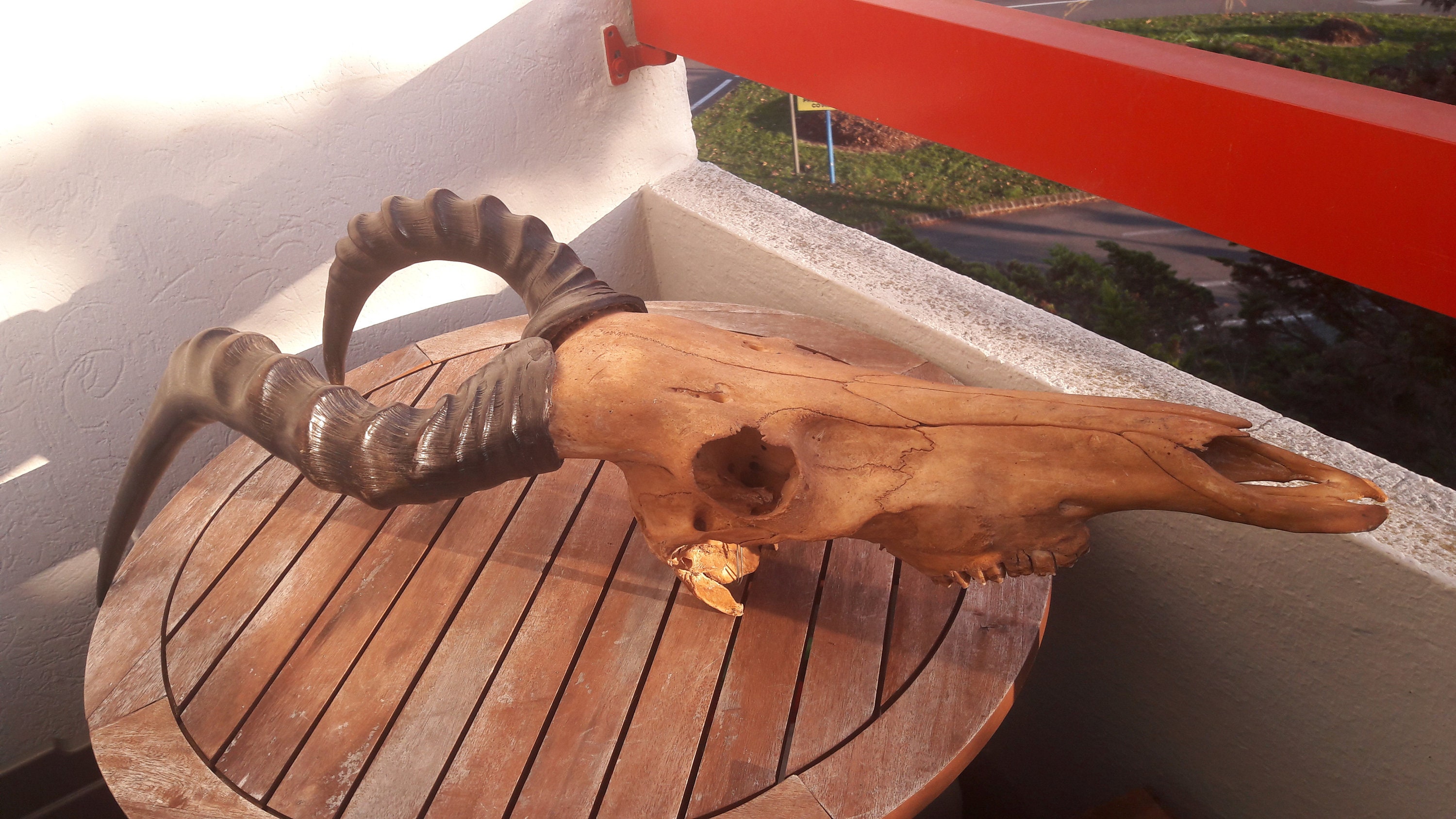 Crâne de Bubale/Hartebeest Skull