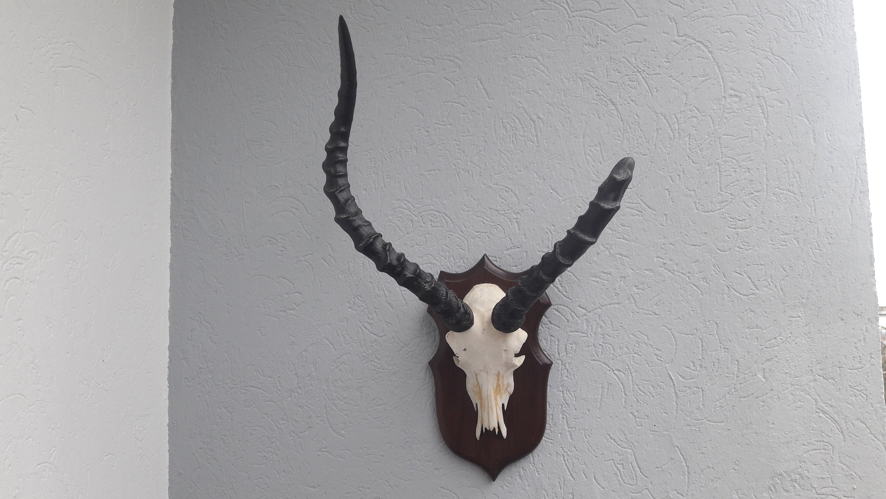 Trophée d' Impala avec Corne Cassée de Son Vivant ; Aepyceros Melampus