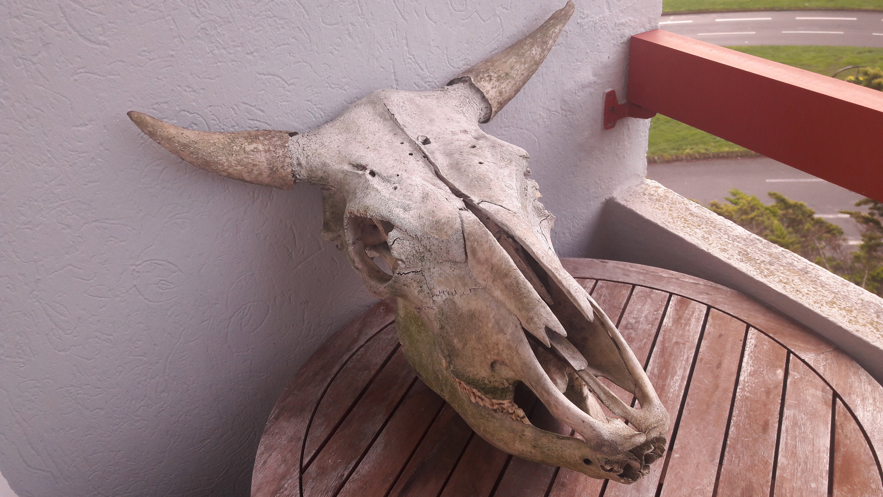 Crâne de Taureau Grade Artisanal