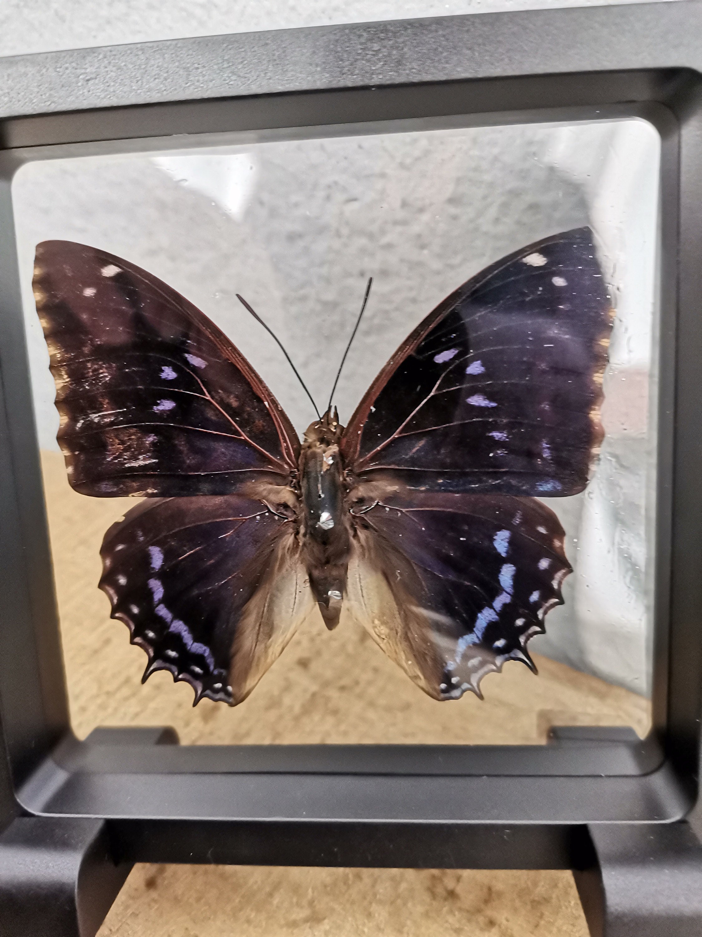 Papillon Naturalisé Dans Cadre Flottant