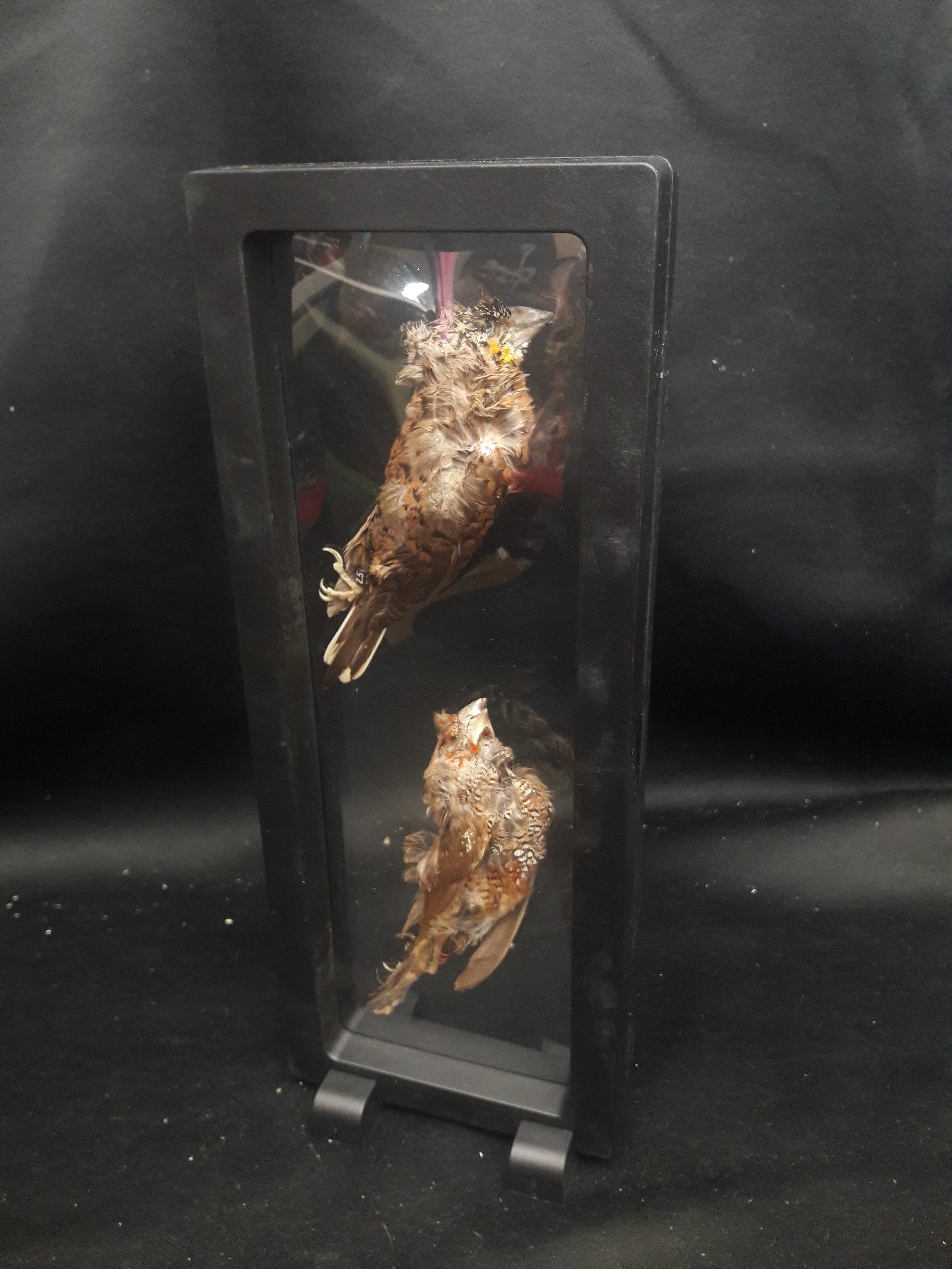 Ruficauda Préservée à Sec Dans Cadre Flottant/Dry-Preserved Ruficauda in A Floating Frame