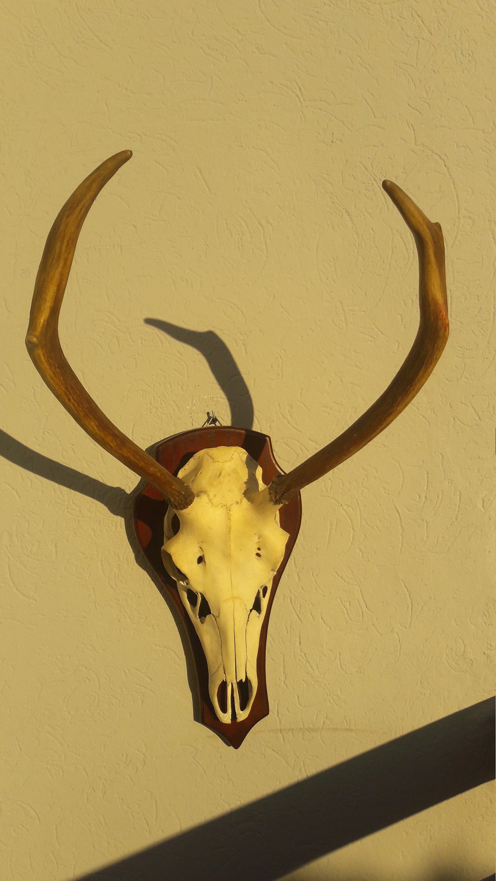 Trophée de Cerf Elaphe