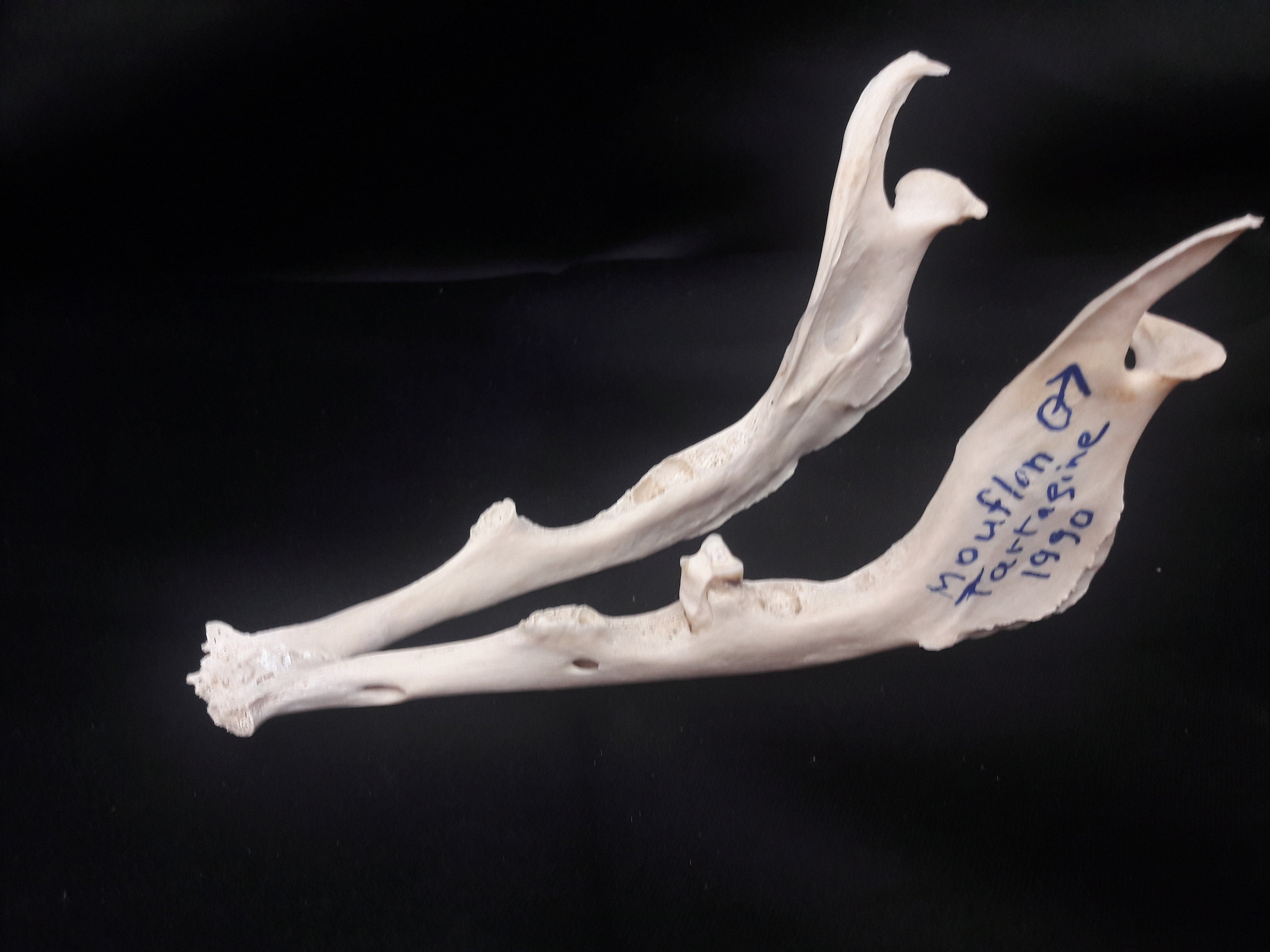 Mâchoire d'études de Mouflon 1990/Mouflon Study Jaw From 1990