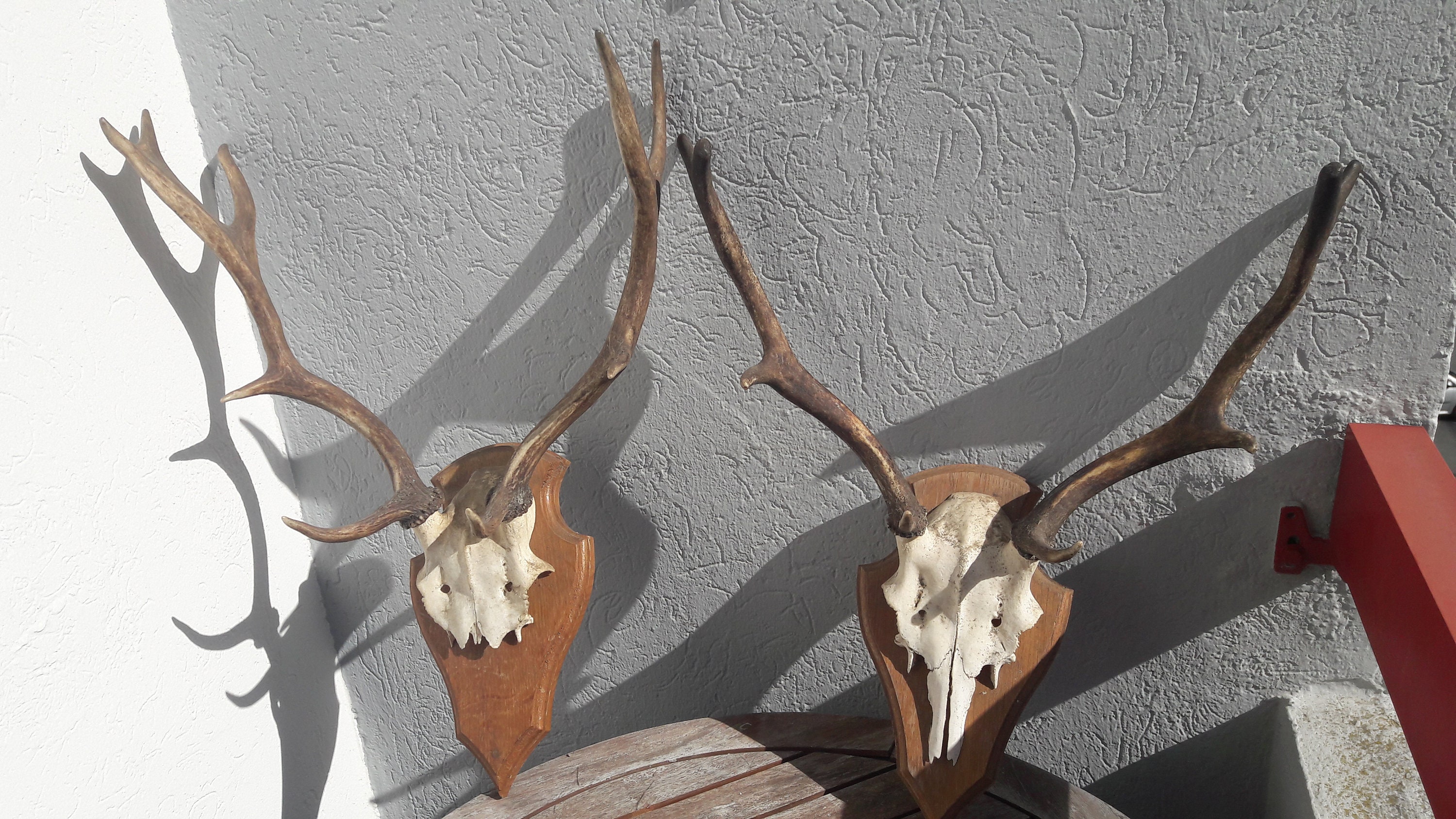 Lot de 2 Trophées Daim ; Dama Dama