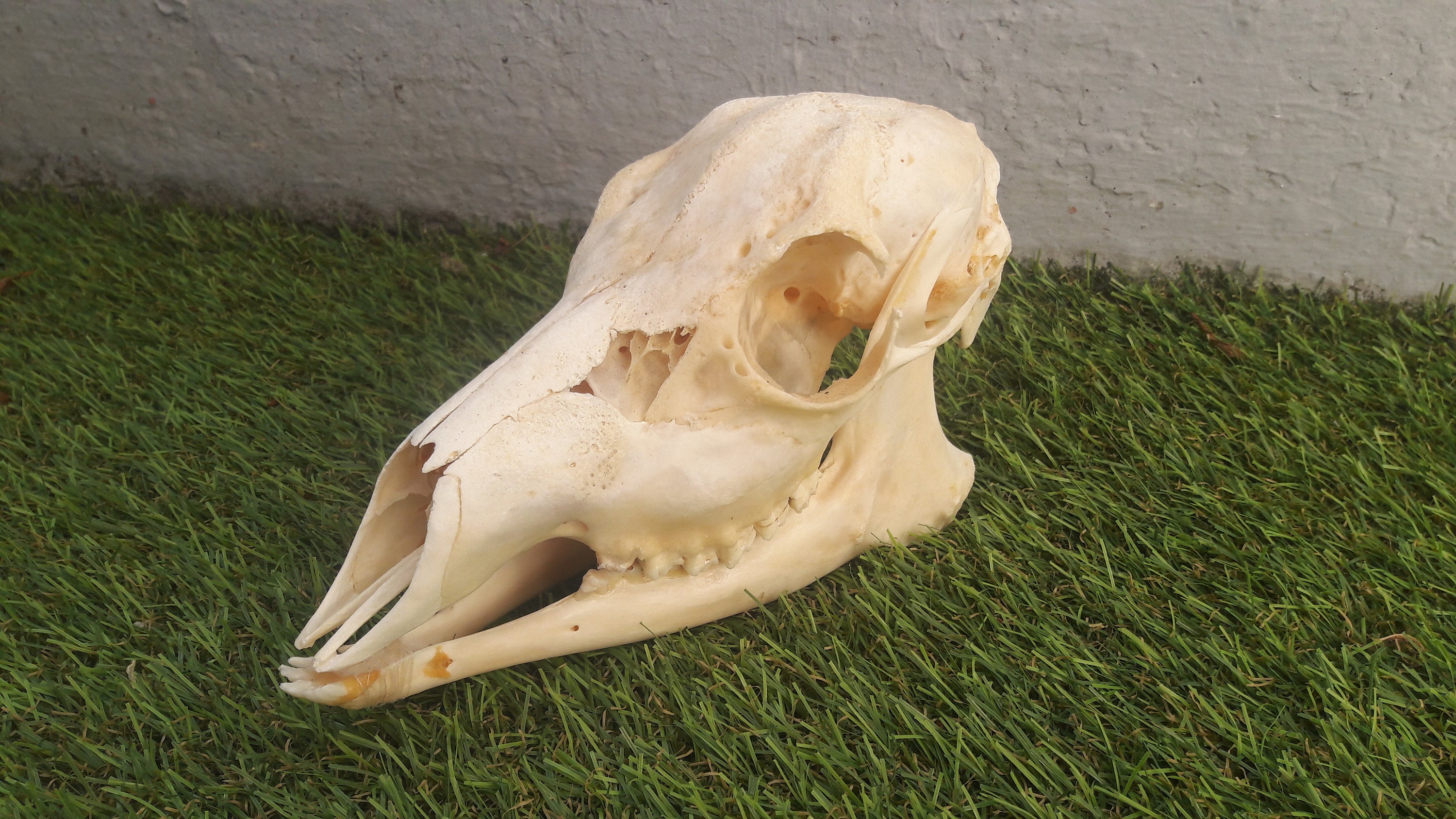 Roe Deer Female Full Skull/Crâne de Chevrette Complet