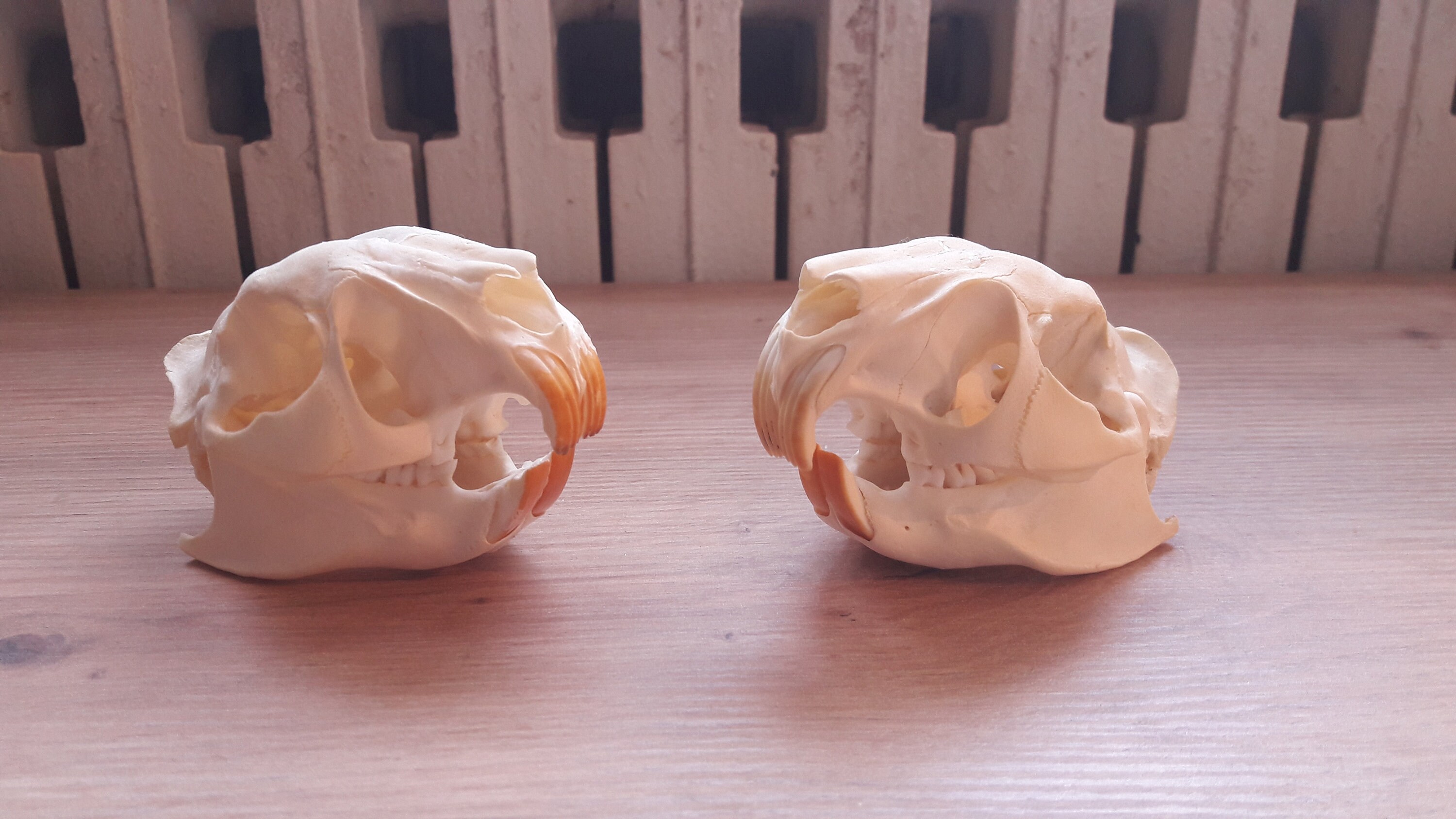 Skull Cane Rat ; Crâne de Rat Des Roseaux Africain