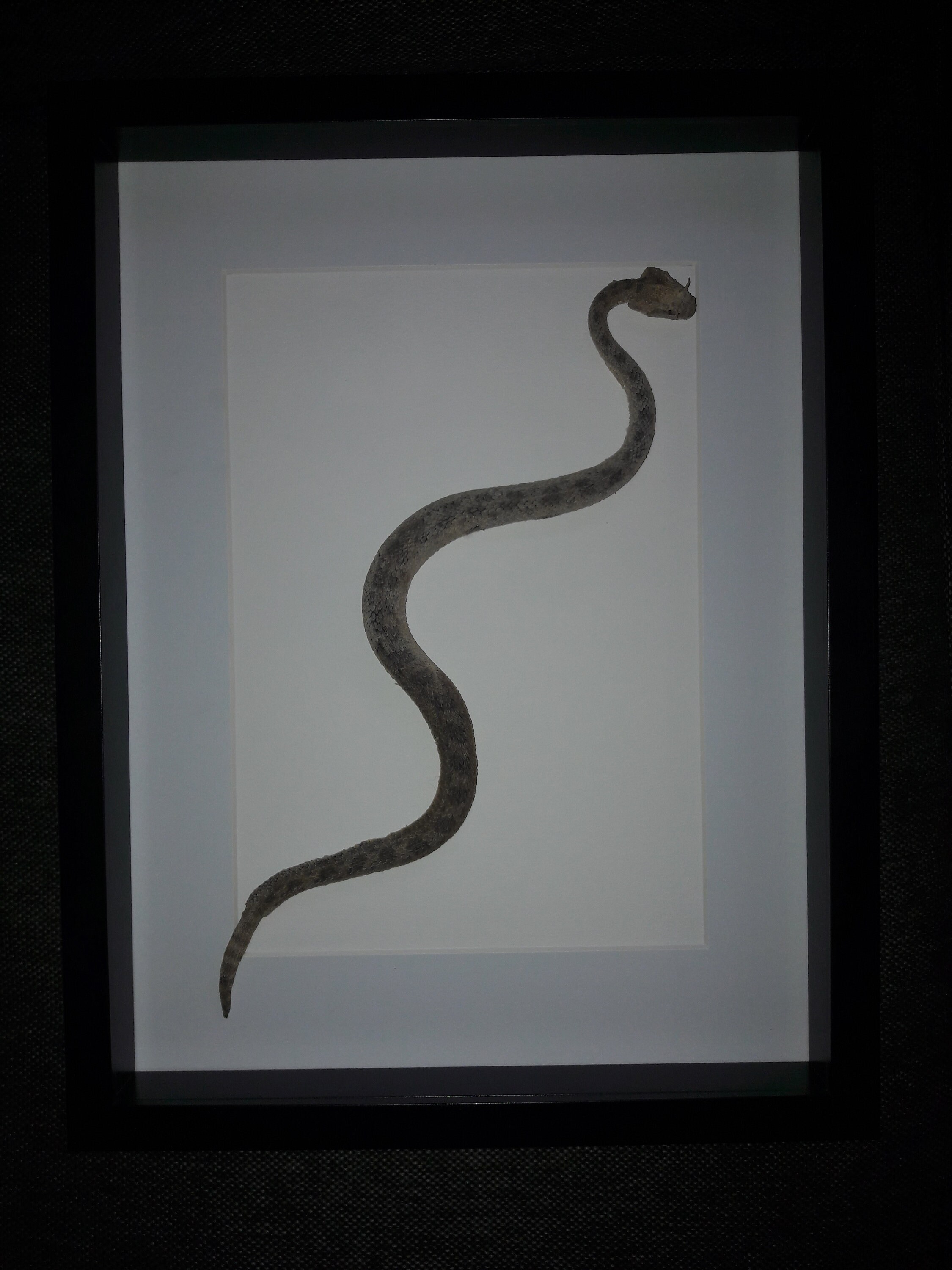 Taxidermie de Vipère à Corne Dans Cadre Vitrine ; Cerastes Cerastes