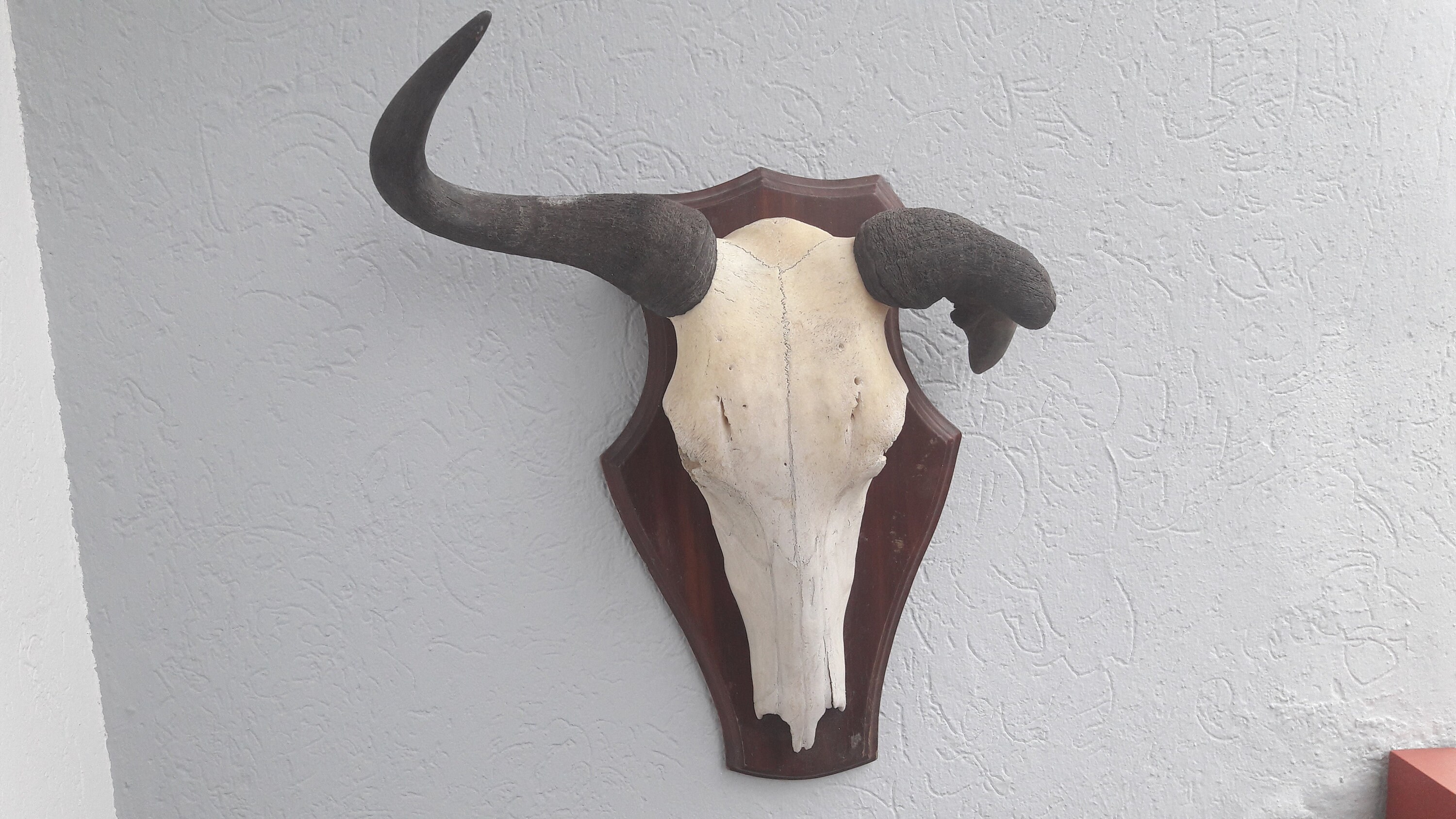 Trophée Gnou avec Malformation/Wildebeest Trophy With Malformation