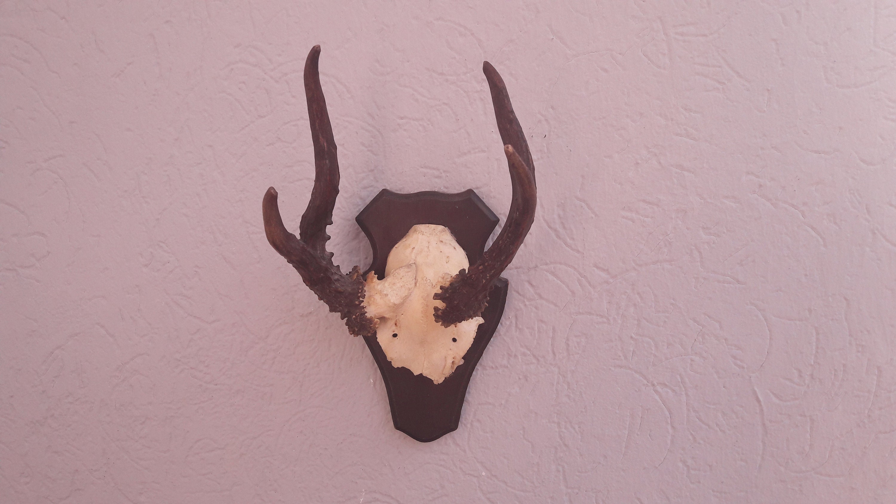 Grand Trophée de Chevreuil sur Écusson Bois Anormal