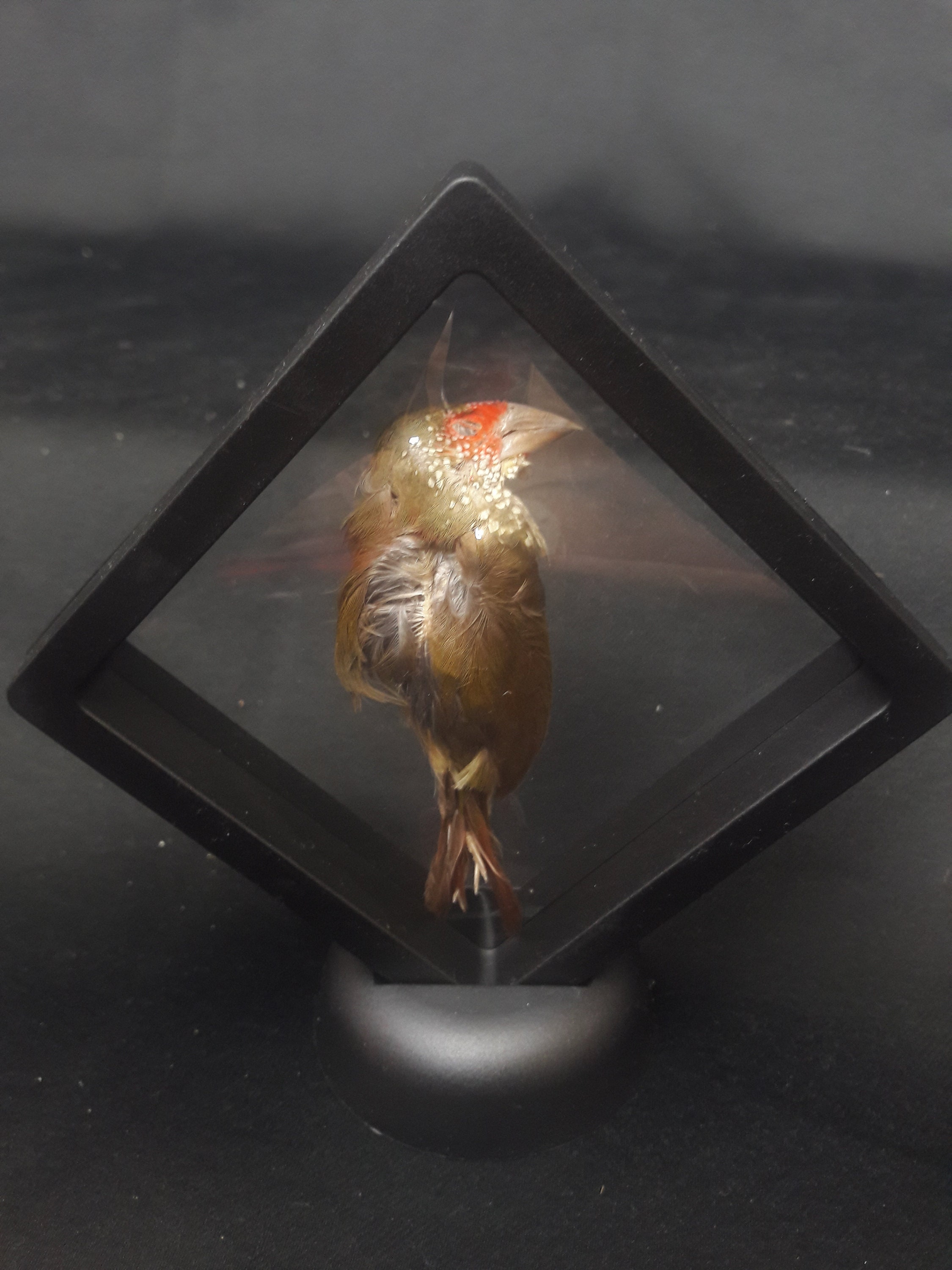 Ruficauda Préservée à Sec Dans Cadre Flottant/Dry-Preserved Ruficauda in A Floating Frame #2