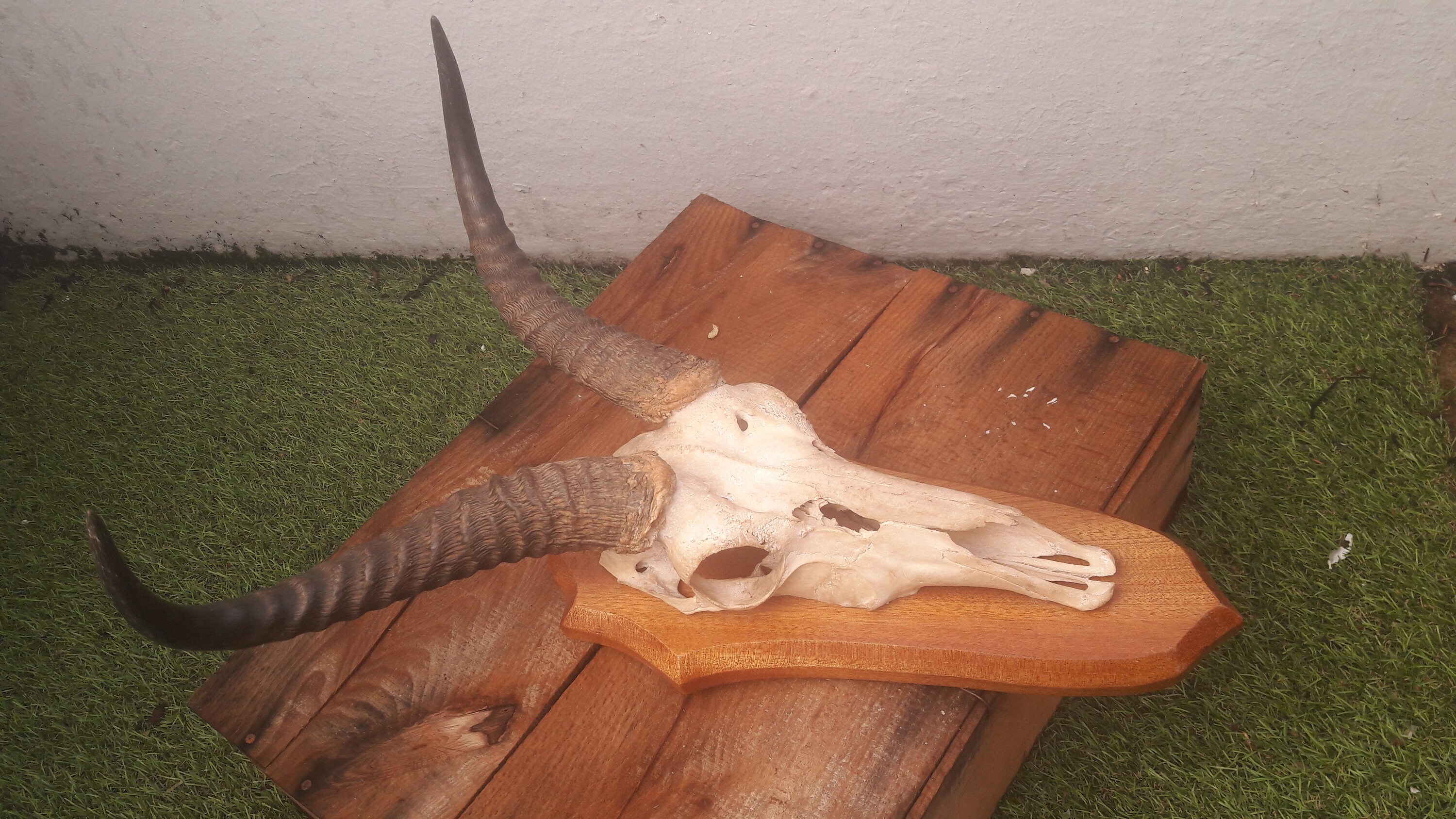 Trophée Crâne Cobe Des Roseaux/Reedbock Trophy