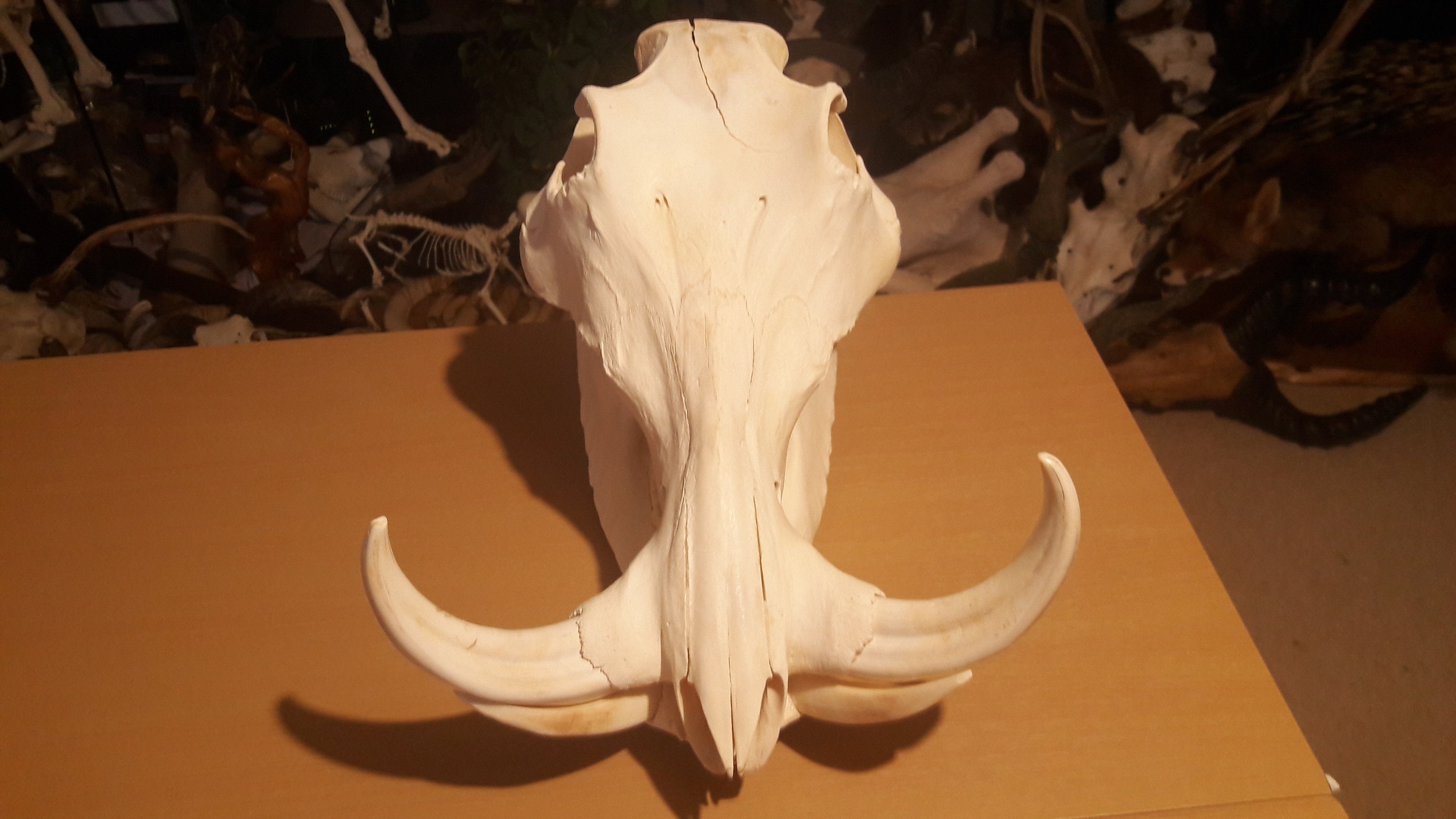 Warthog Skull #3 ; Crâne de Phacochère