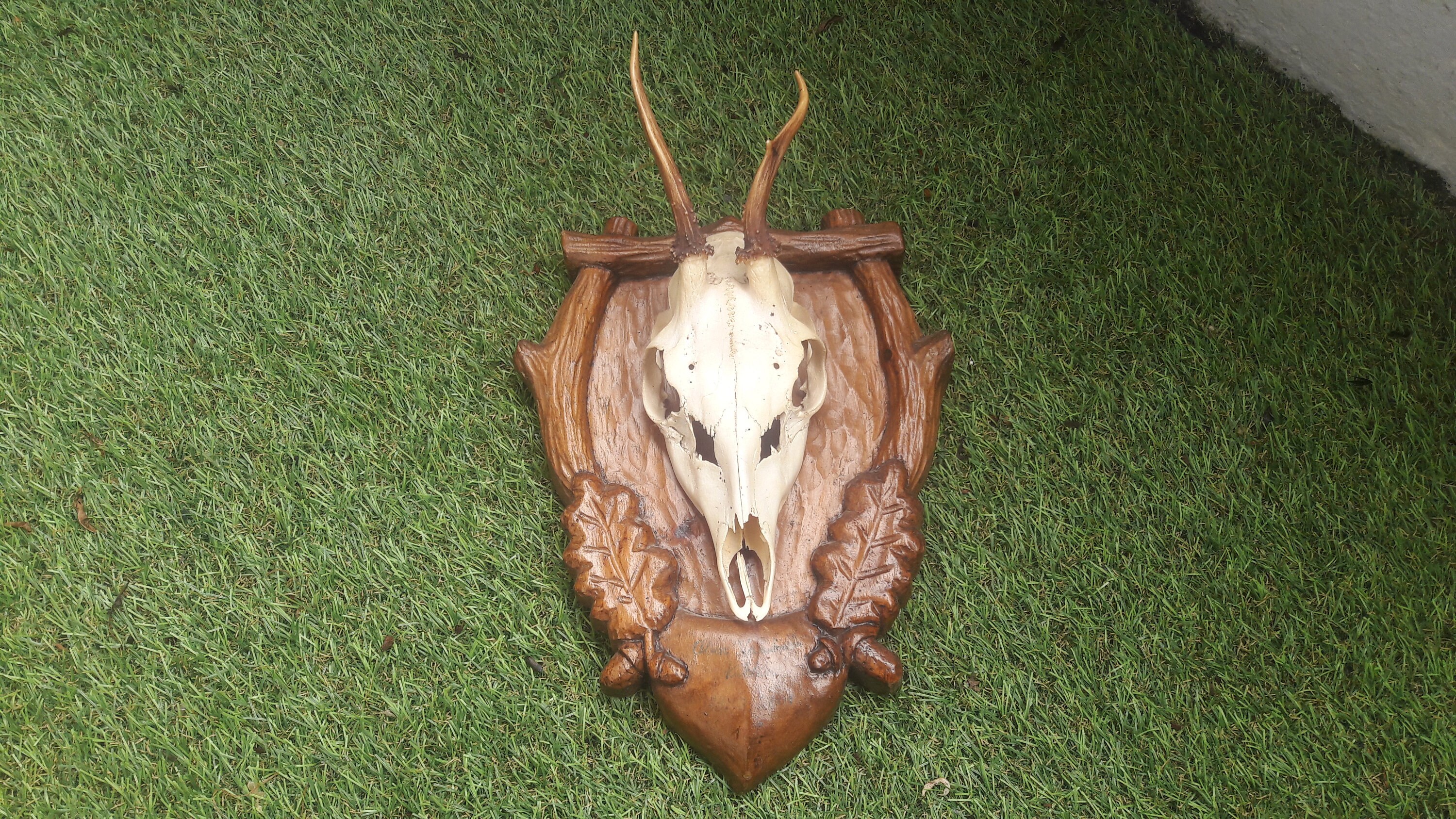 Trophée de Chevreuil Wry Nose/Trophy Roe Deer