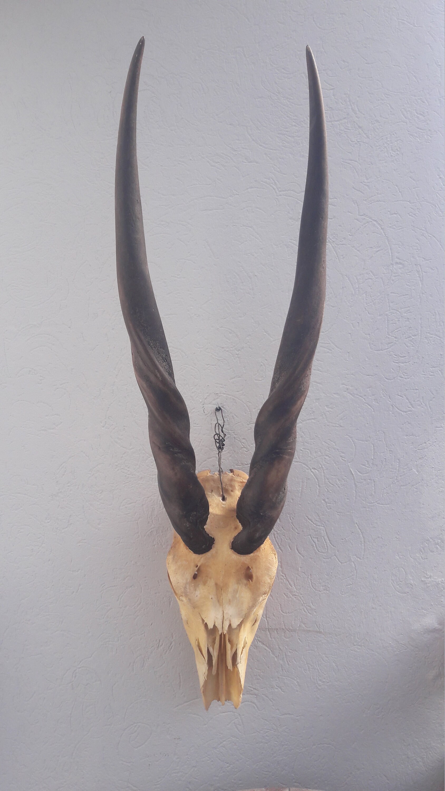 Common Eland Skull/Crâne d'eland Du Cap