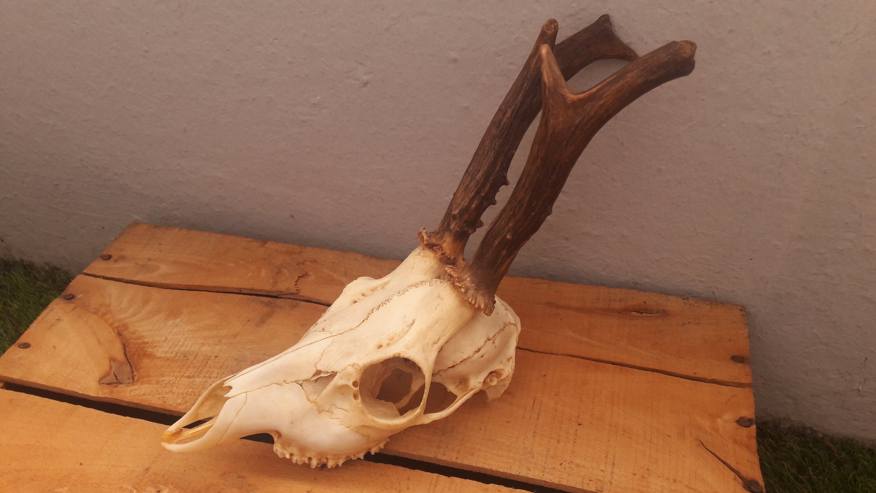 Roe Deer Skull #c11 ; Crâne de Chevreuil