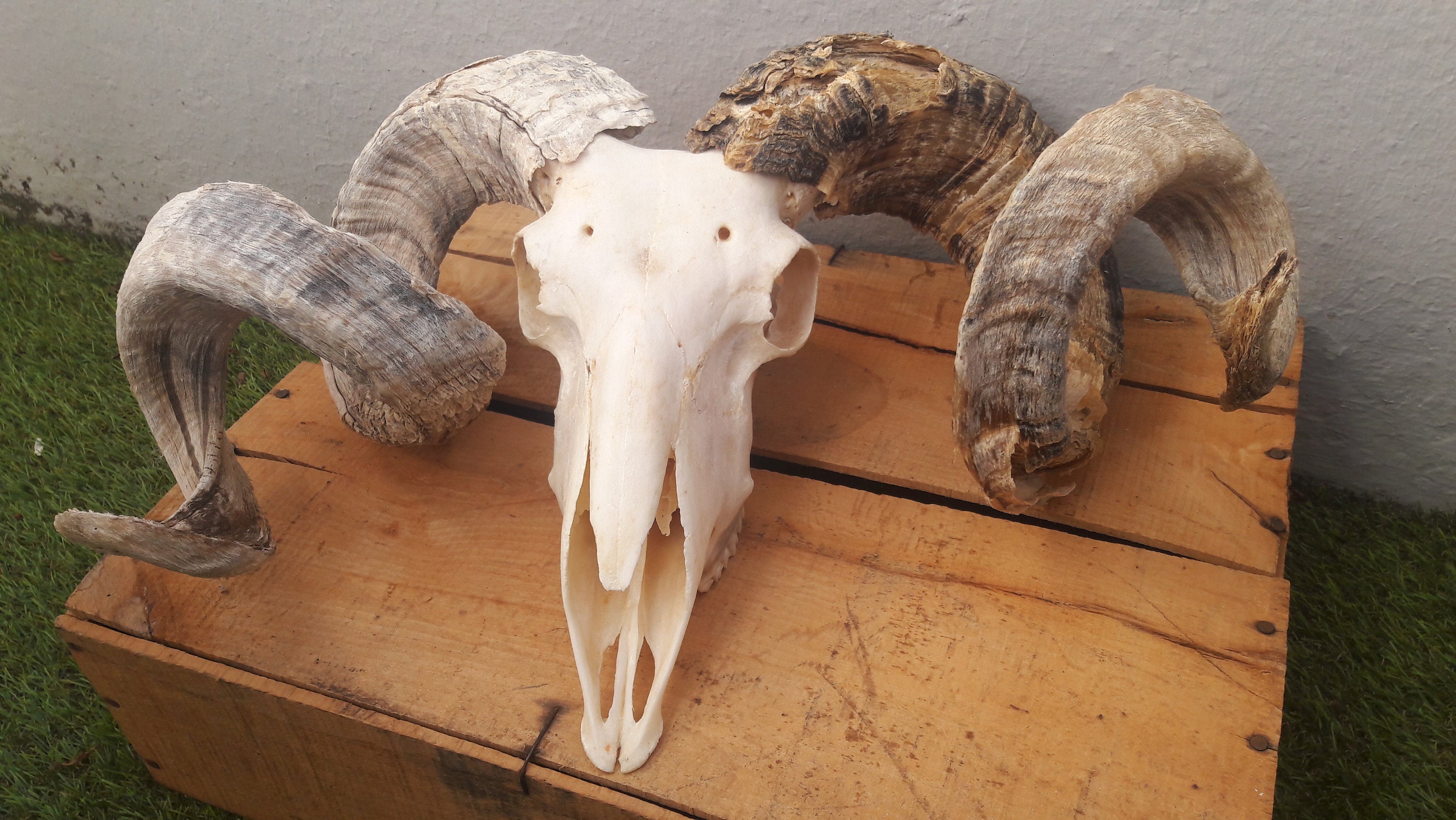 Big Ram Skull ; Gros Crâne de Bélier #2