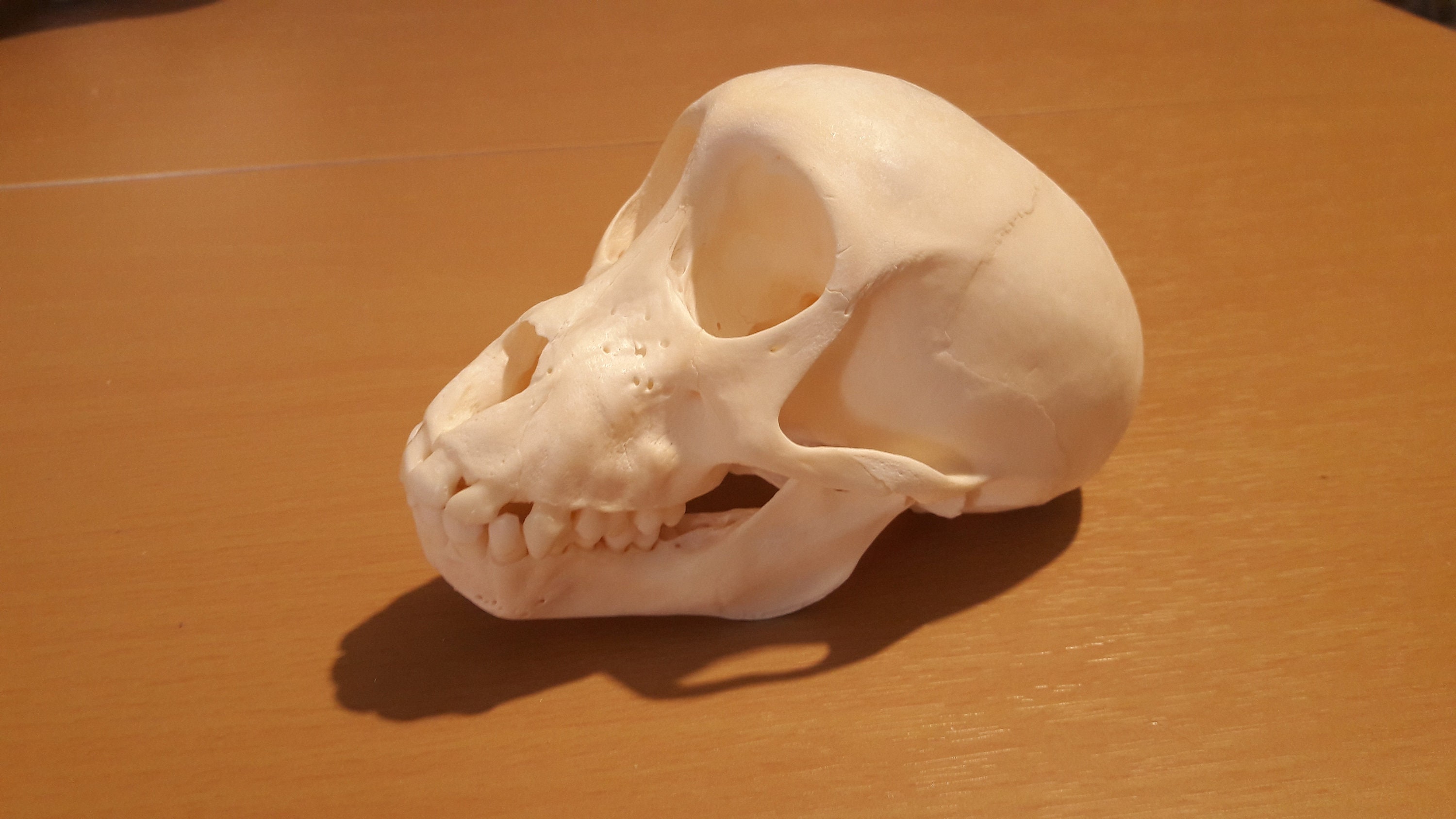 Crâne de Babouin Chacma | Papio Ursinus/Chacma Skull