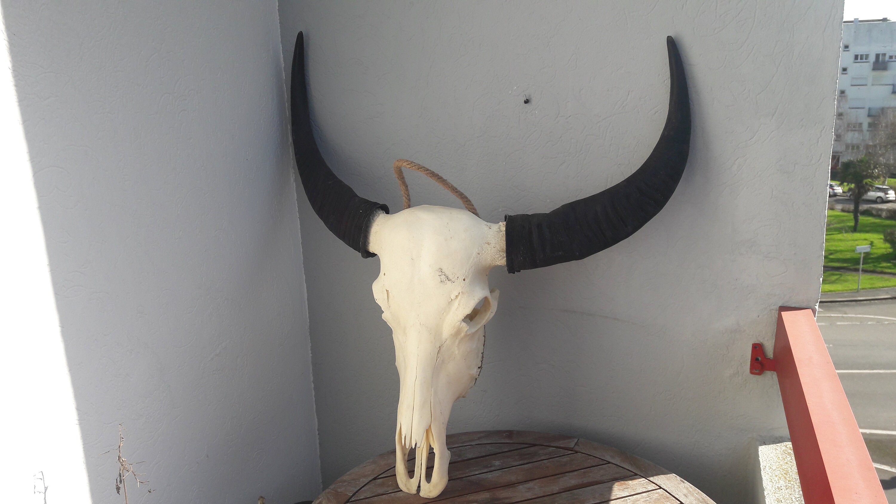 Enorme Crâne de Buffle d'eau Asiatique | Bubalus Bubalis