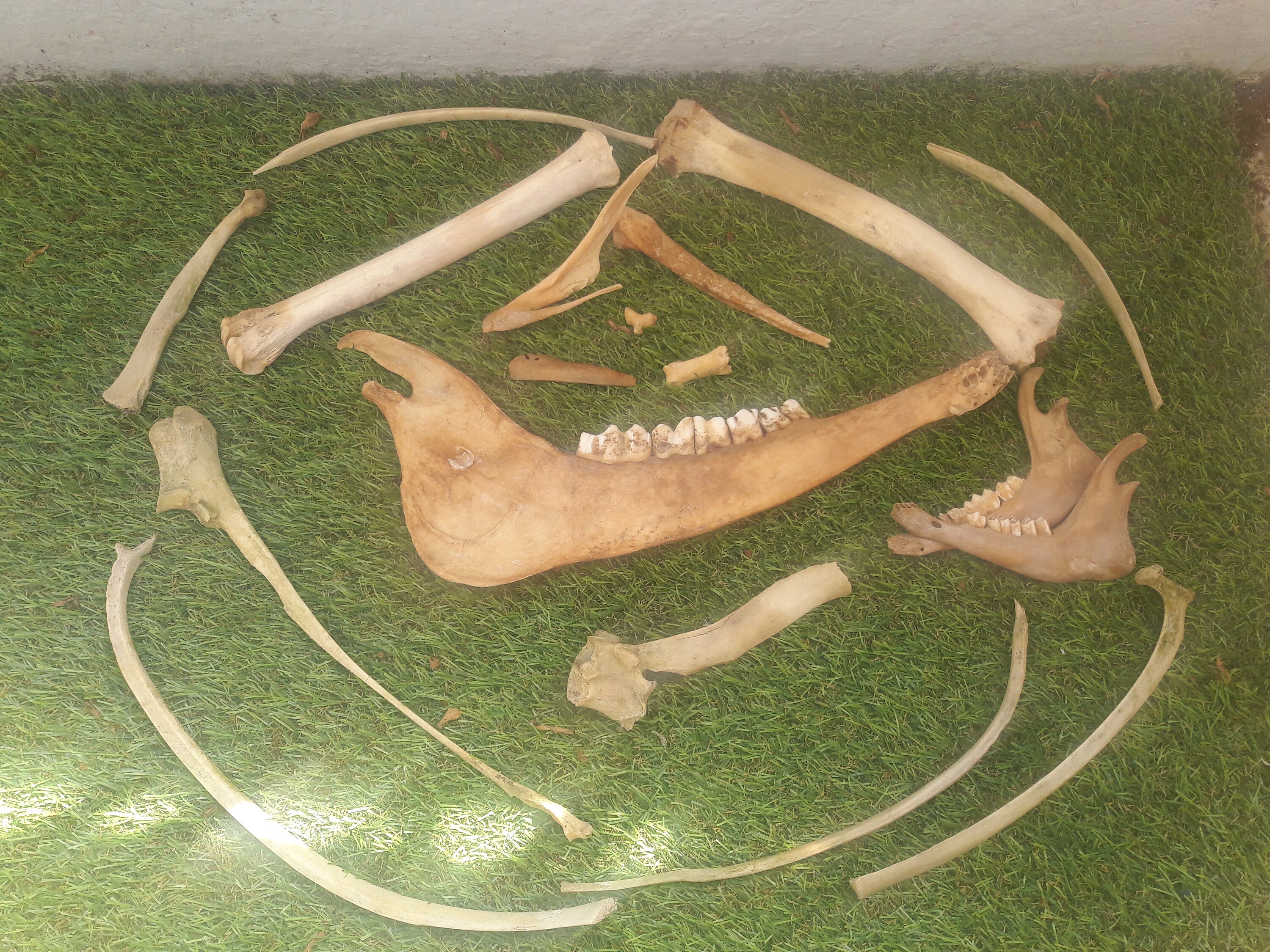 Lot Os Cerf #2/Deer Bones Set