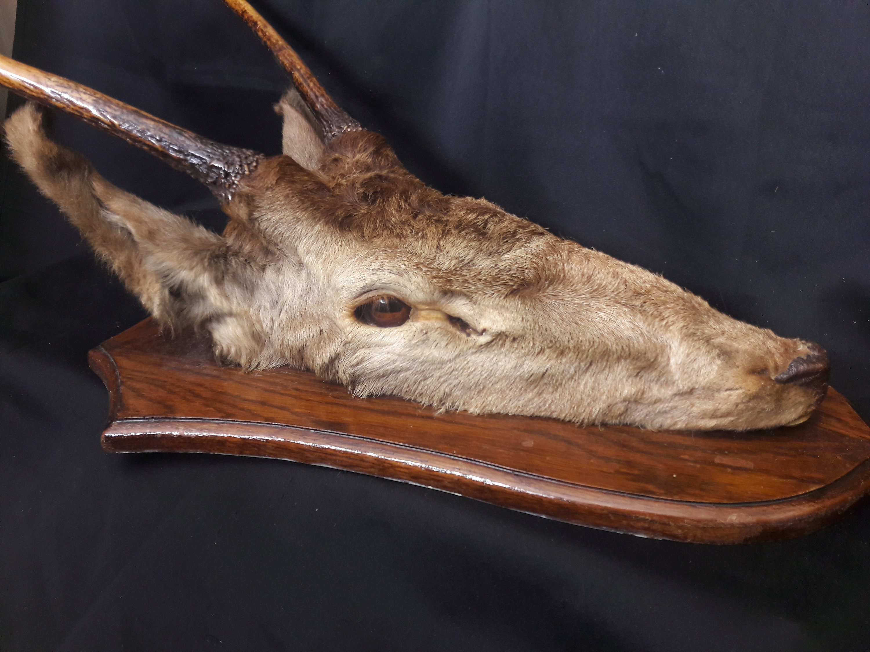 Trophée Atypique de Cerf Élaphe/Atypical Red Deer Trophy