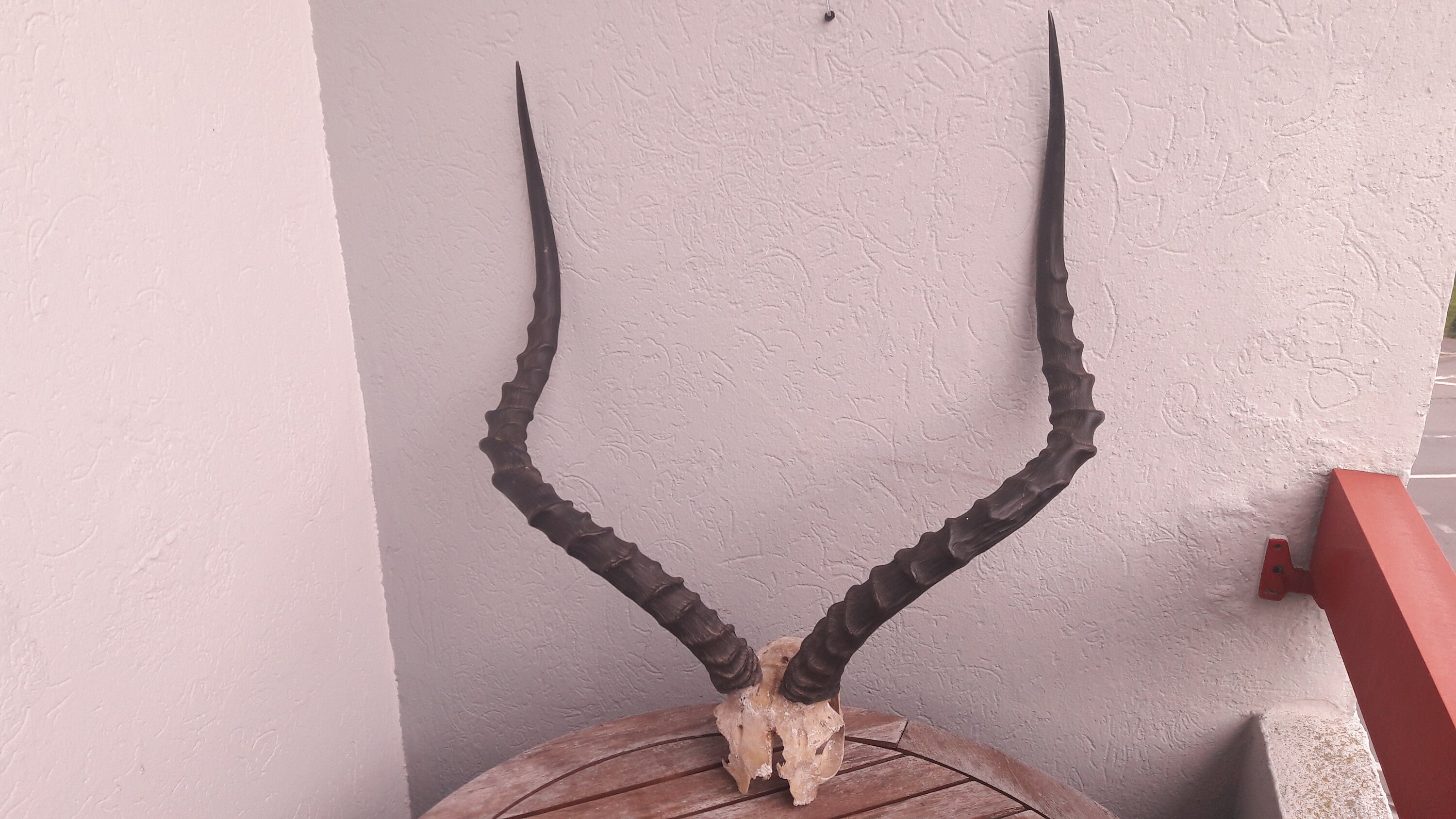 Enorme Massacre d' Impala | Aepyceros Melampus