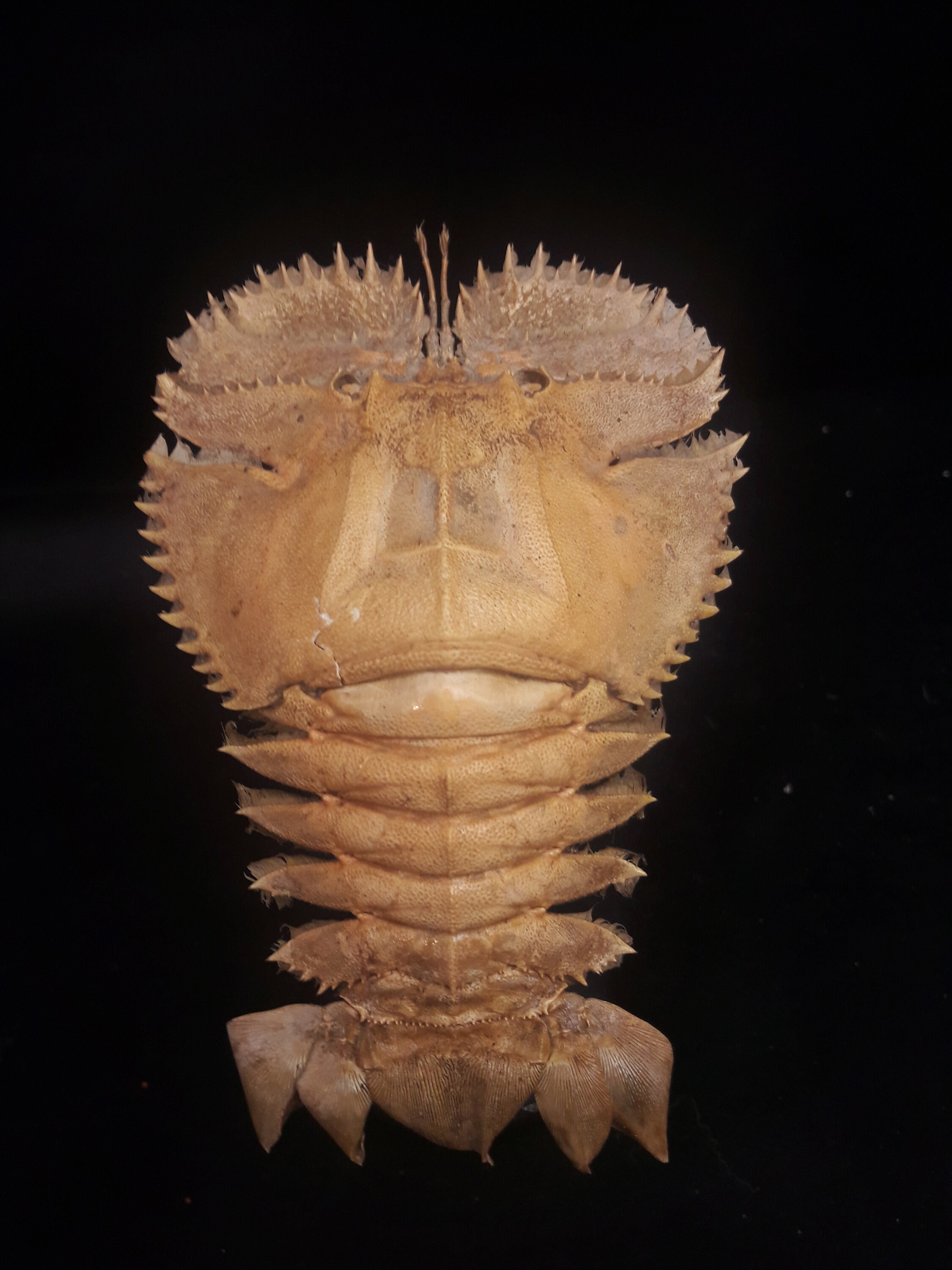 Cigale Des Mers sur Socle en Bois Tourné