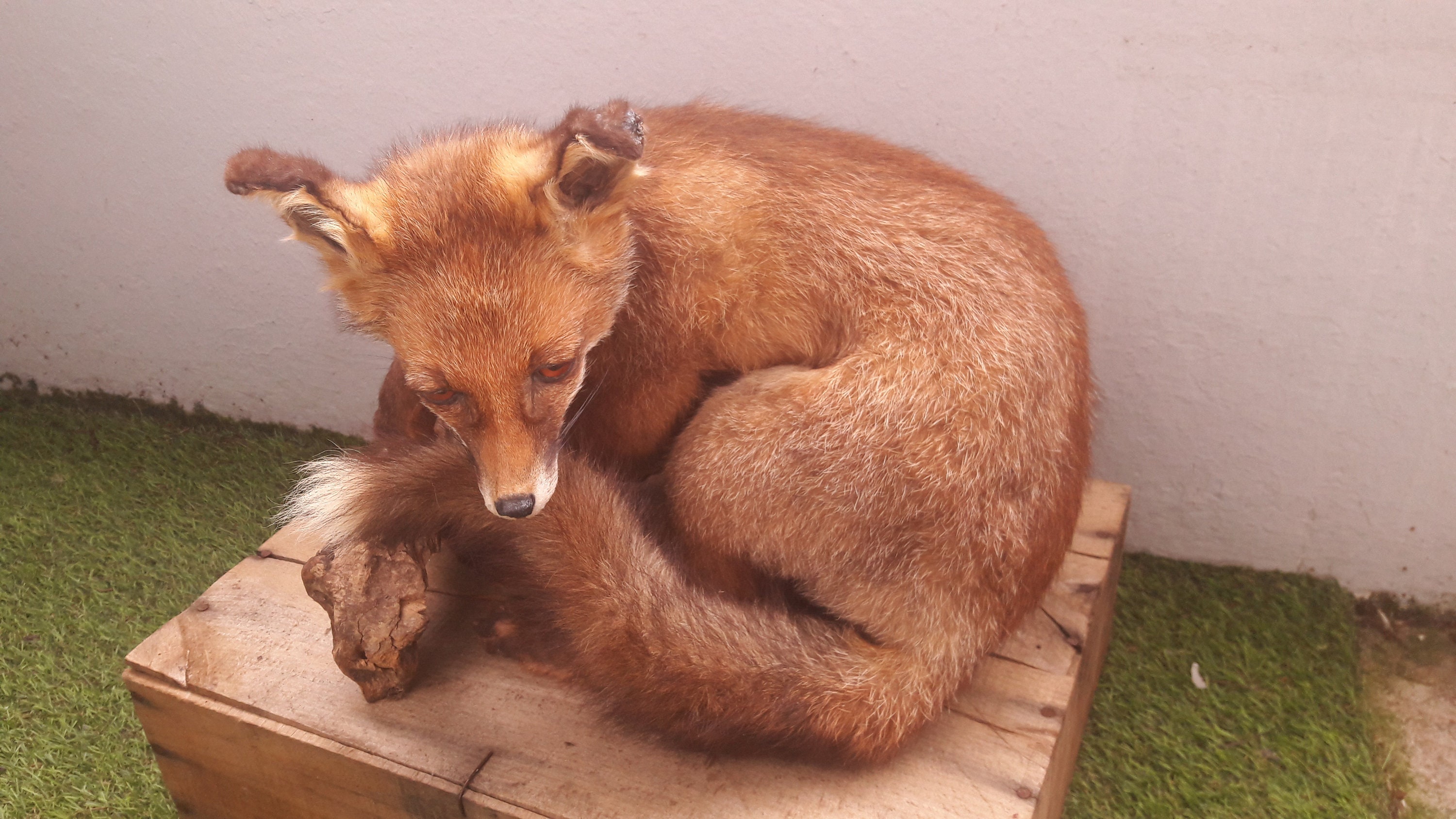 Taxidermie de Renardeau