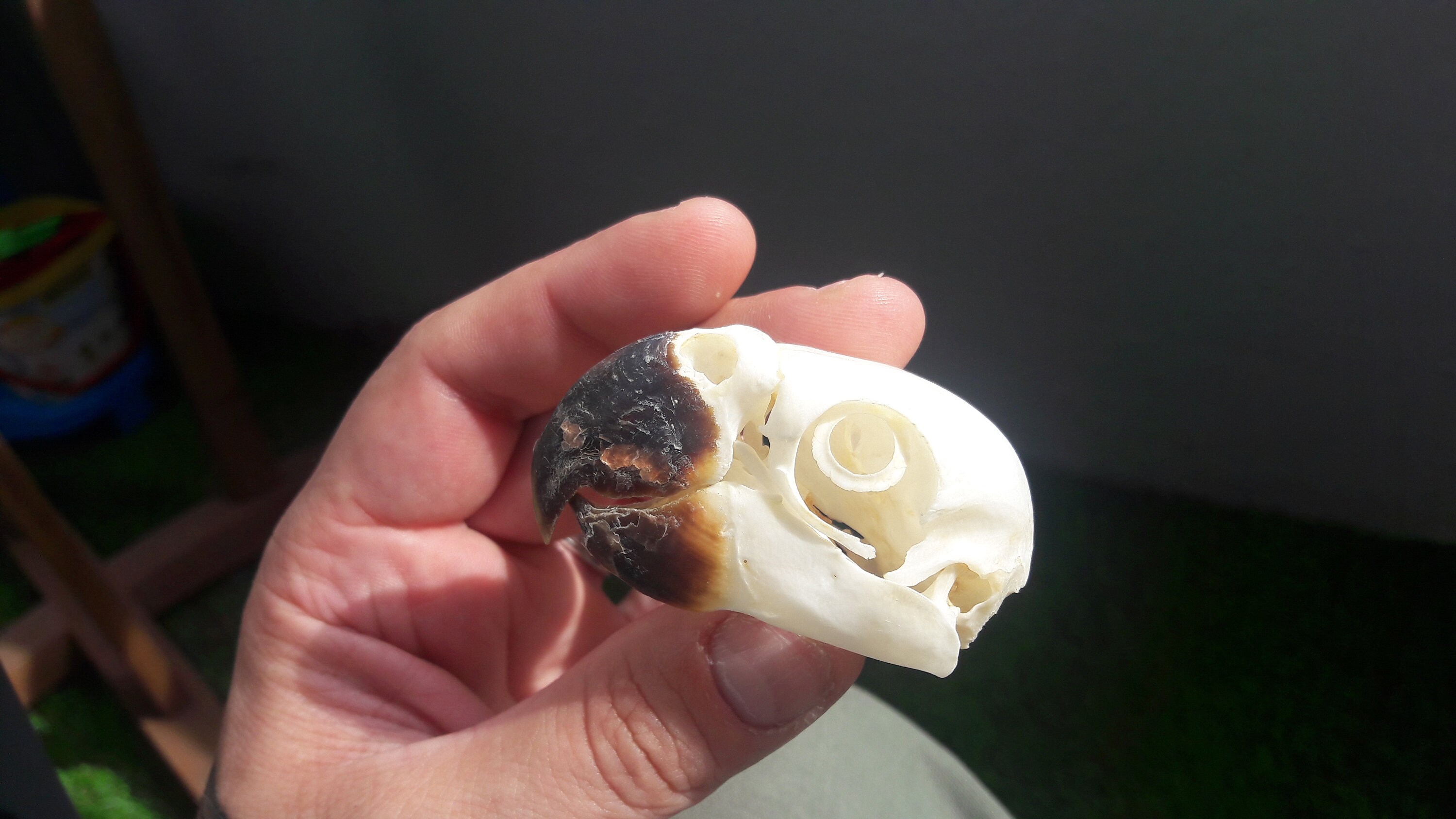 Crâne de Perroquet/Parrot Skull | Psittacula Derbiana
