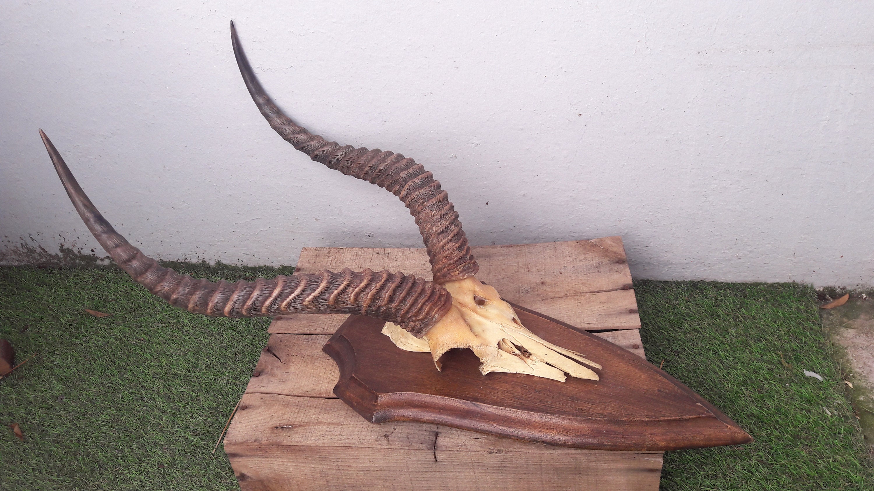 Trophée d' Antilope Puku sur Écusson ; Kobus Vardonii