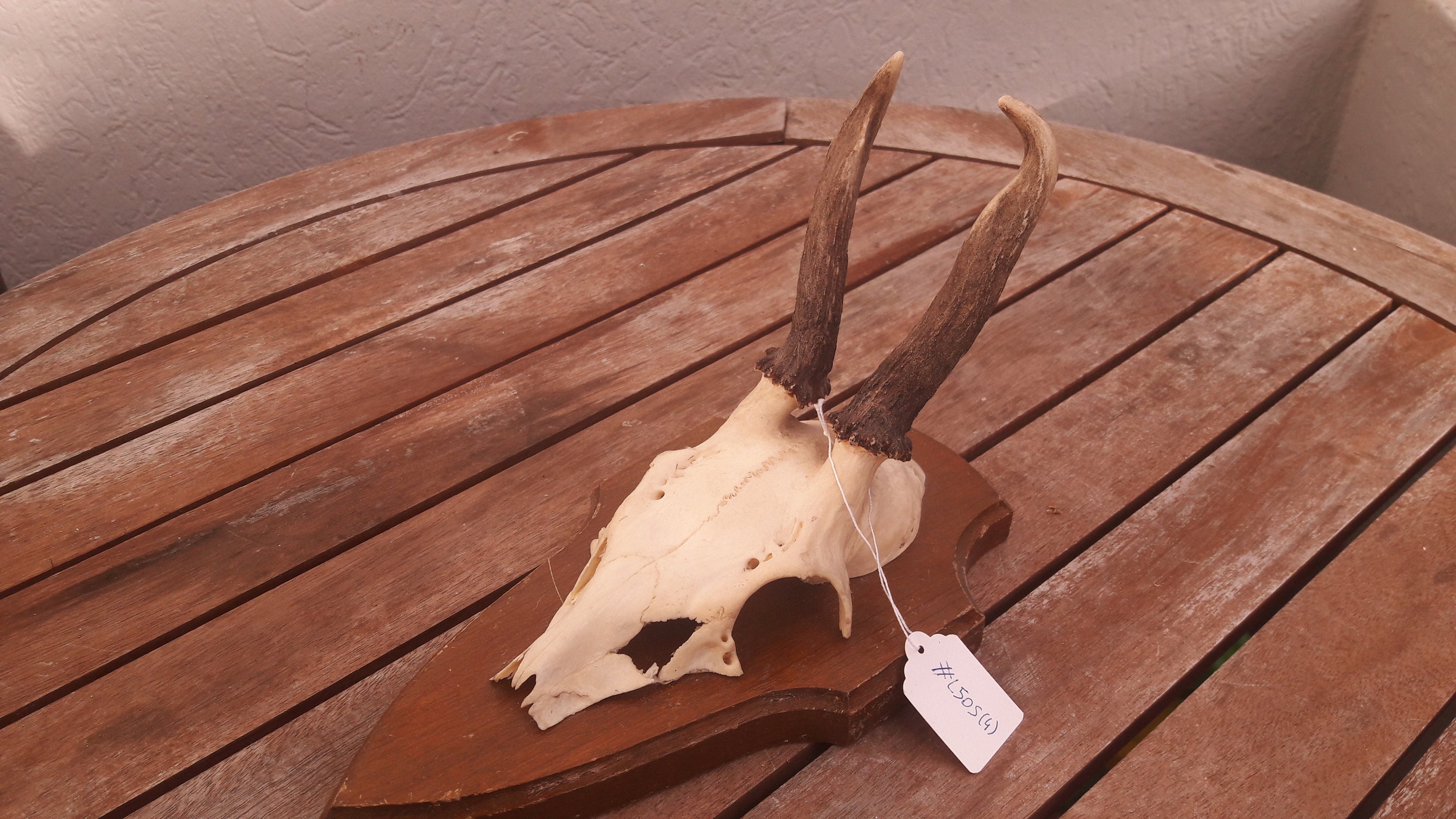 Trophée de Chevreuil/Trophy Roe Deer