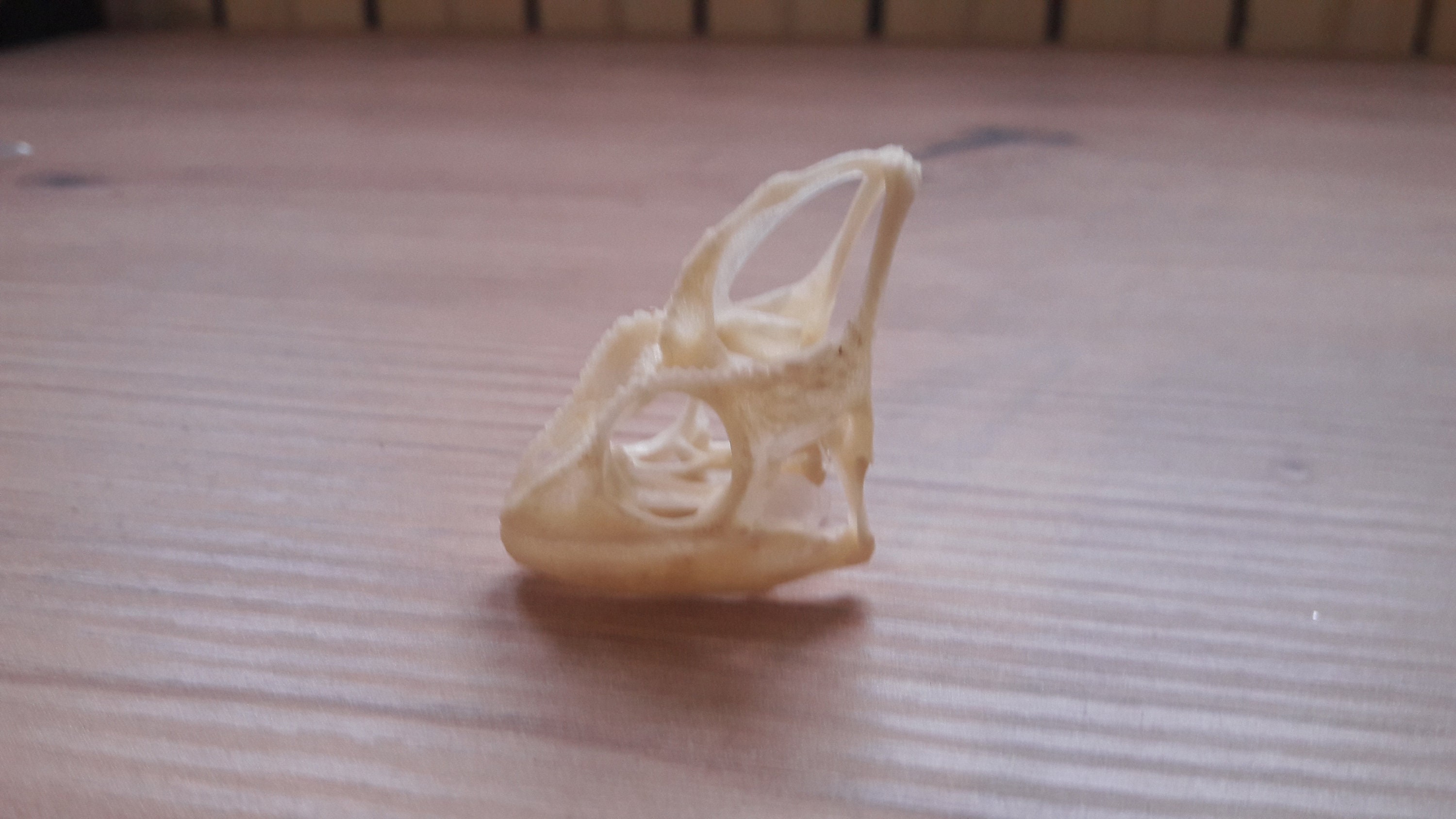 Crâne de Caméléon Casqué Du Yémen ; Chamaeleo Calyptratus