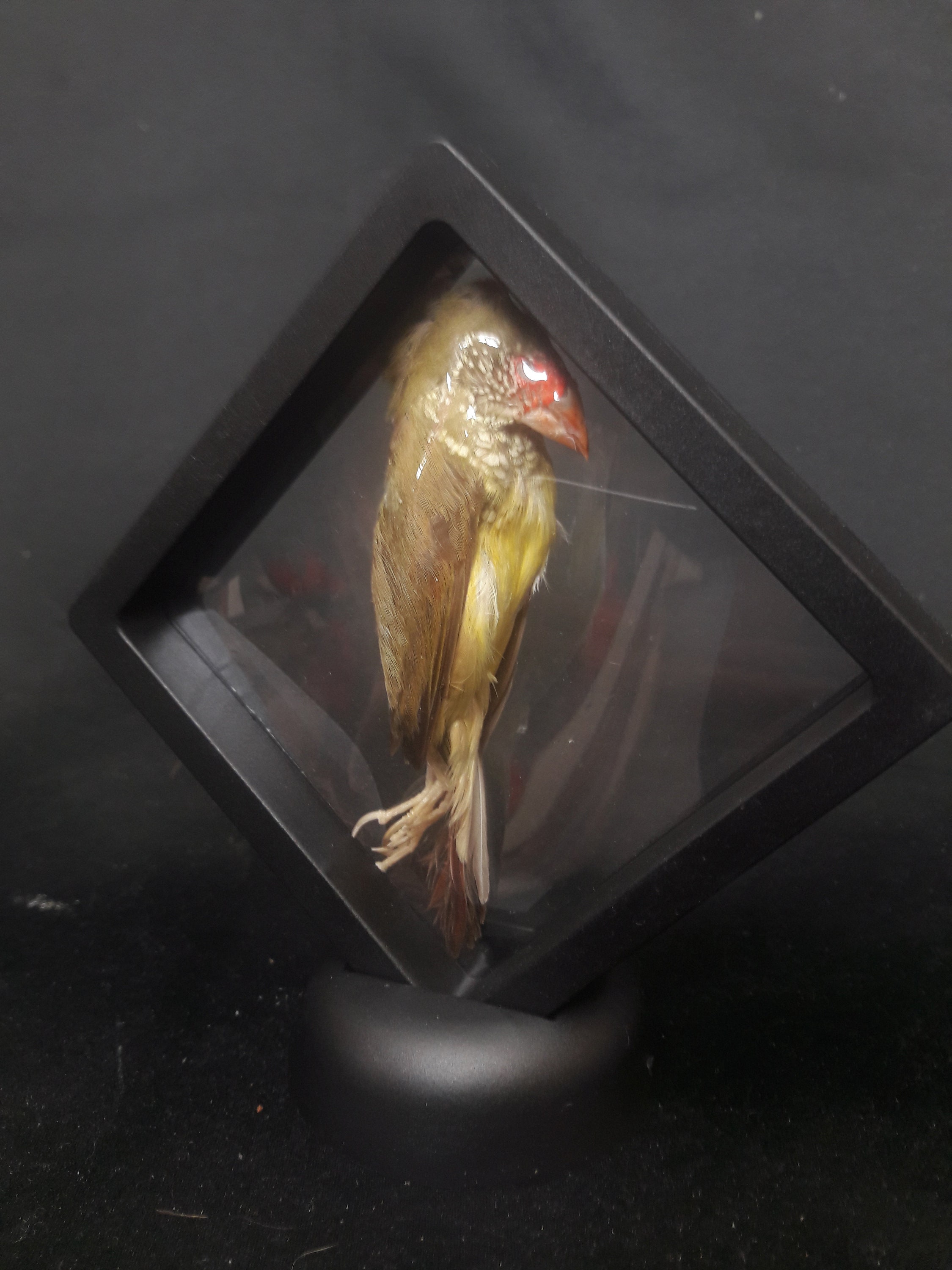 Ruficauda Préservée à Sec Dans Cadre Flottant/Dry-Preserved Ruficauda in A Floating Frame #1