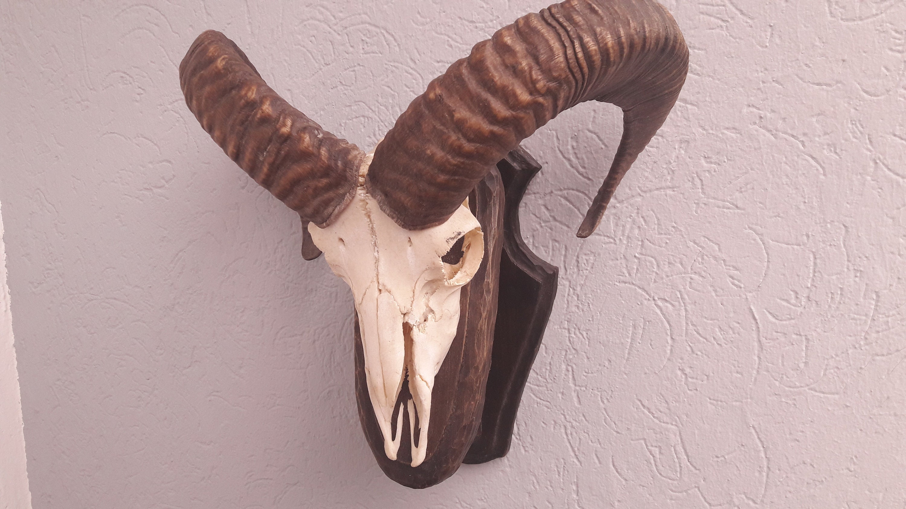 Mouflon Trophy ; Mouflon sur Écusson
