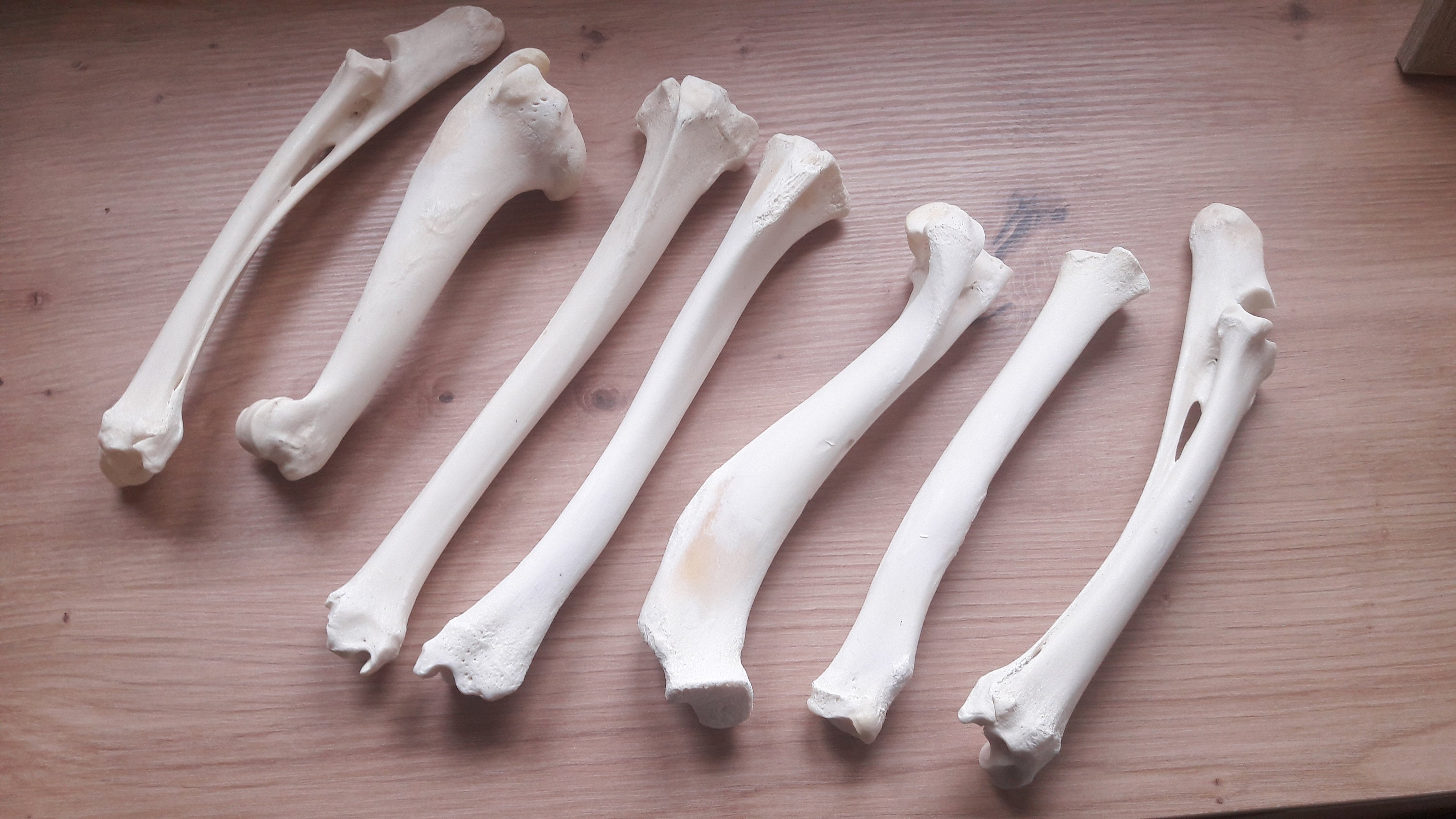 Lot d'os de Patte