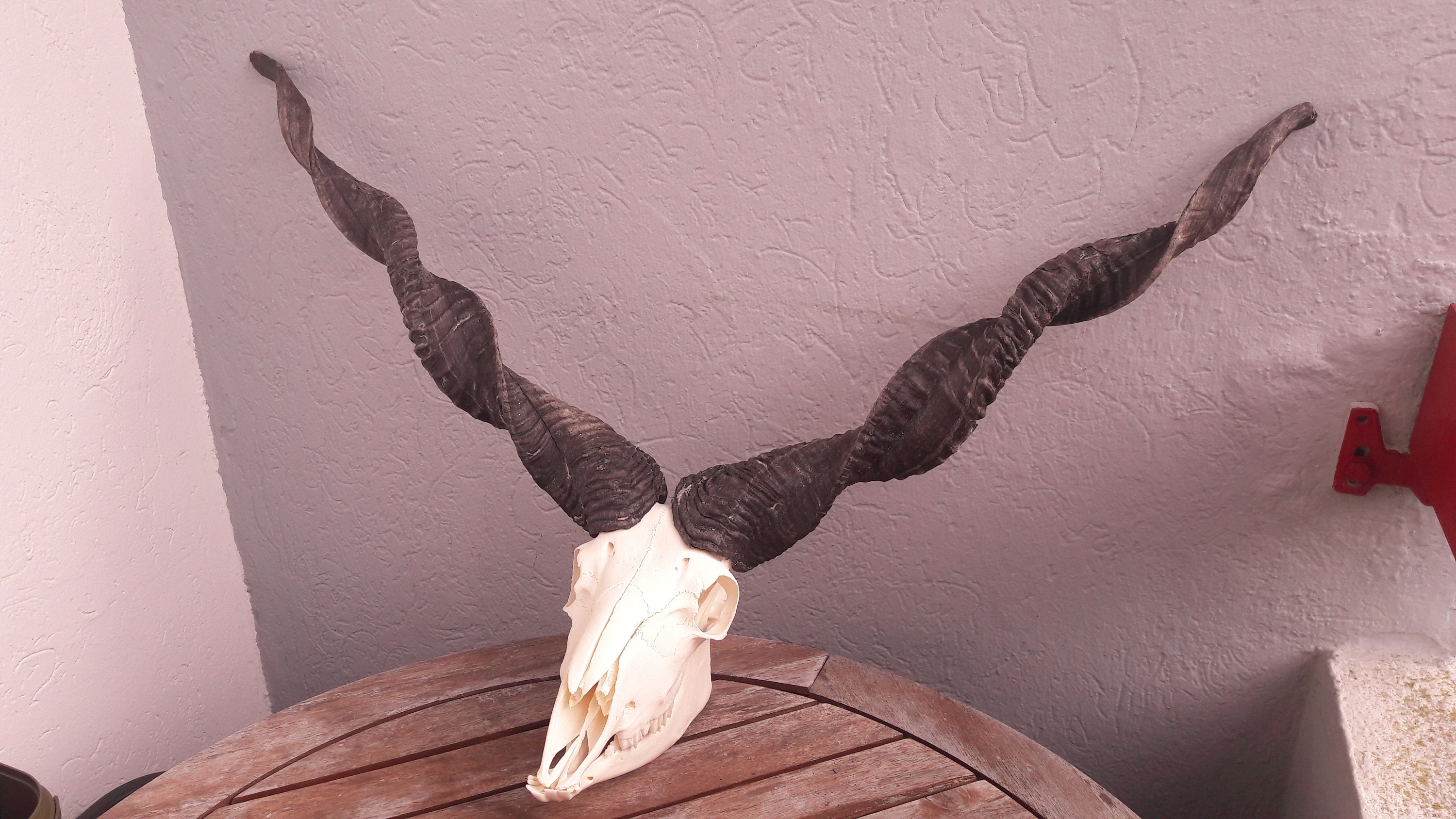 Crâne Complet de Racka avec Mâchoire