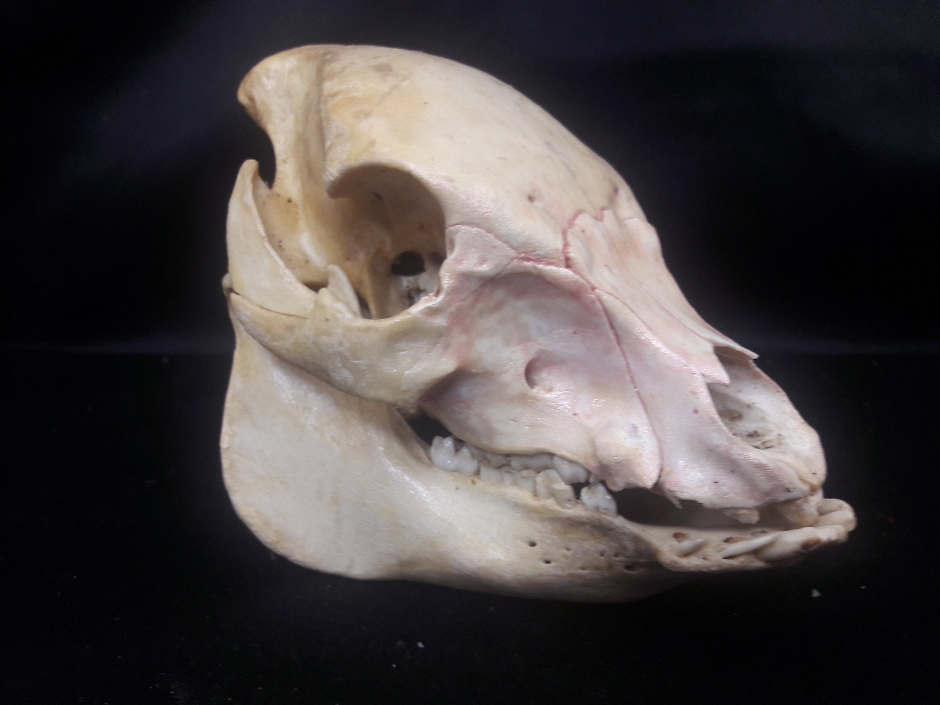 Skull Vietnamese Pot-Bellied Pig Juvenile/Crâne de Porcelet Pot-Bellied