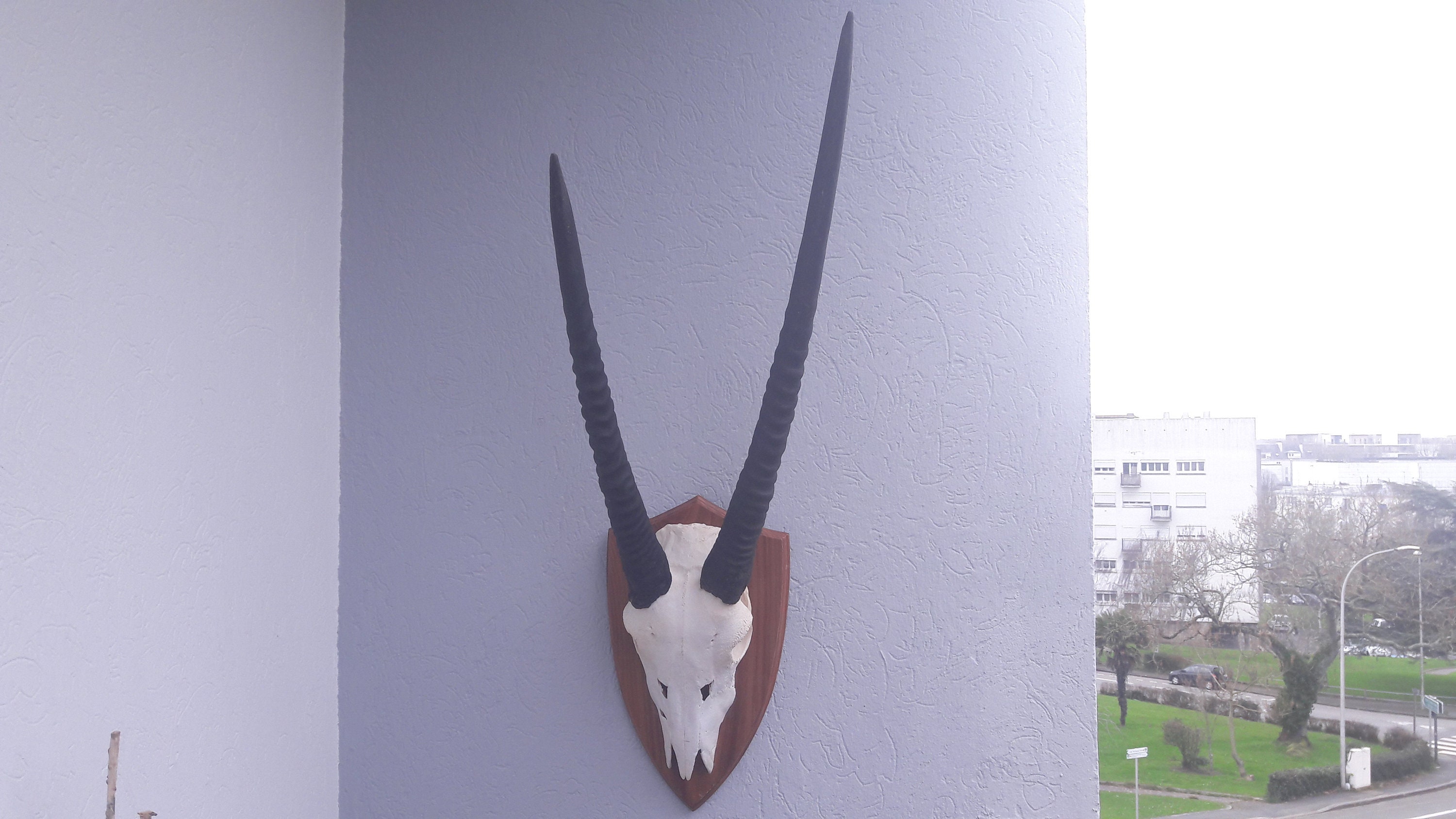 Trophée d' Oryx/Gemsbok Trophy