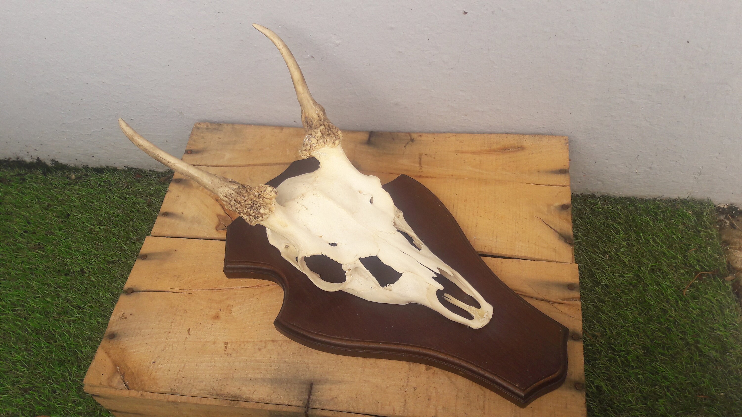 Trophée de Daim | Daguet /Fallow Deer Trophy