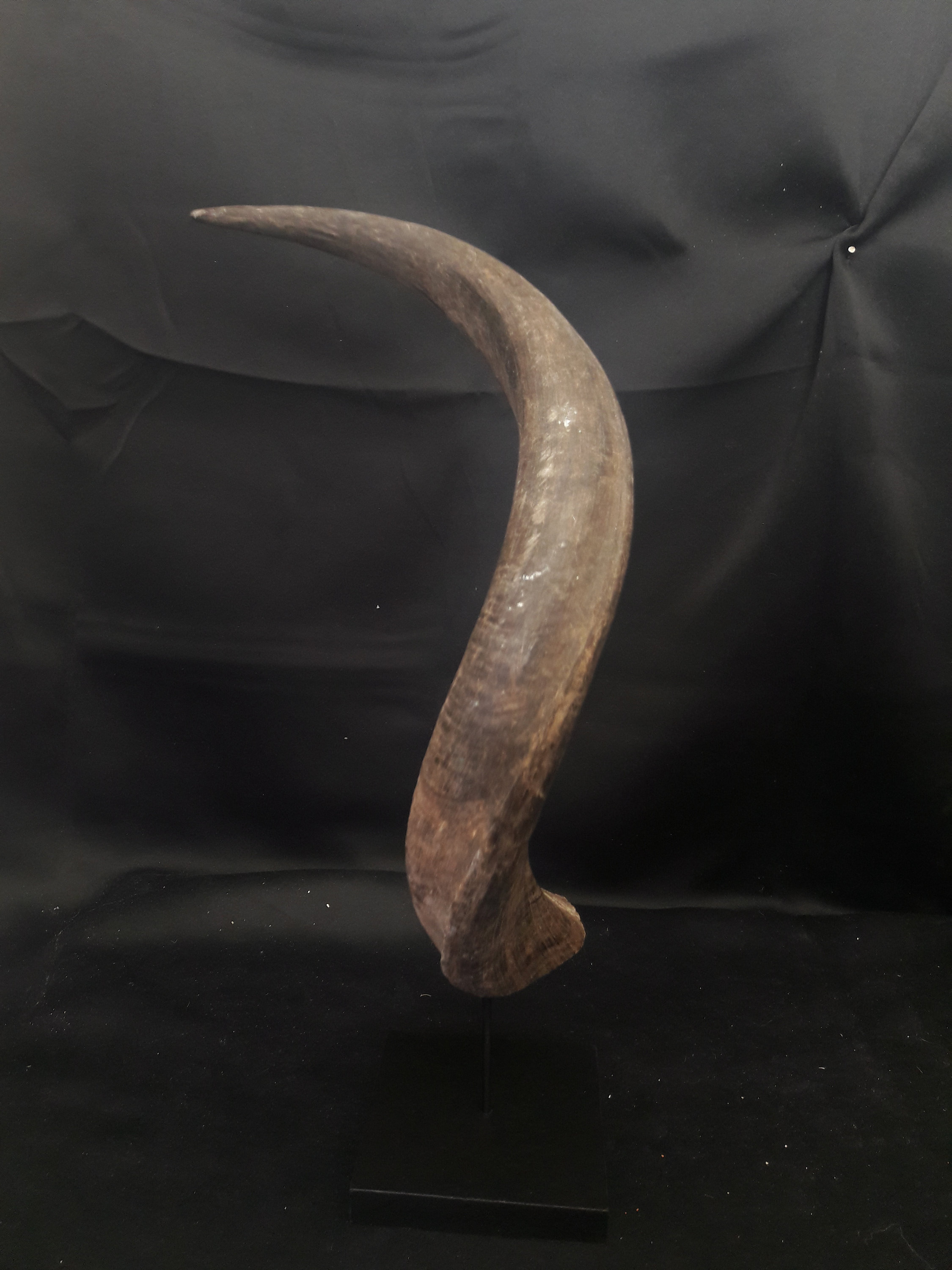 Corne de Kudu sur Socle Noir #2/Horn On Black Base