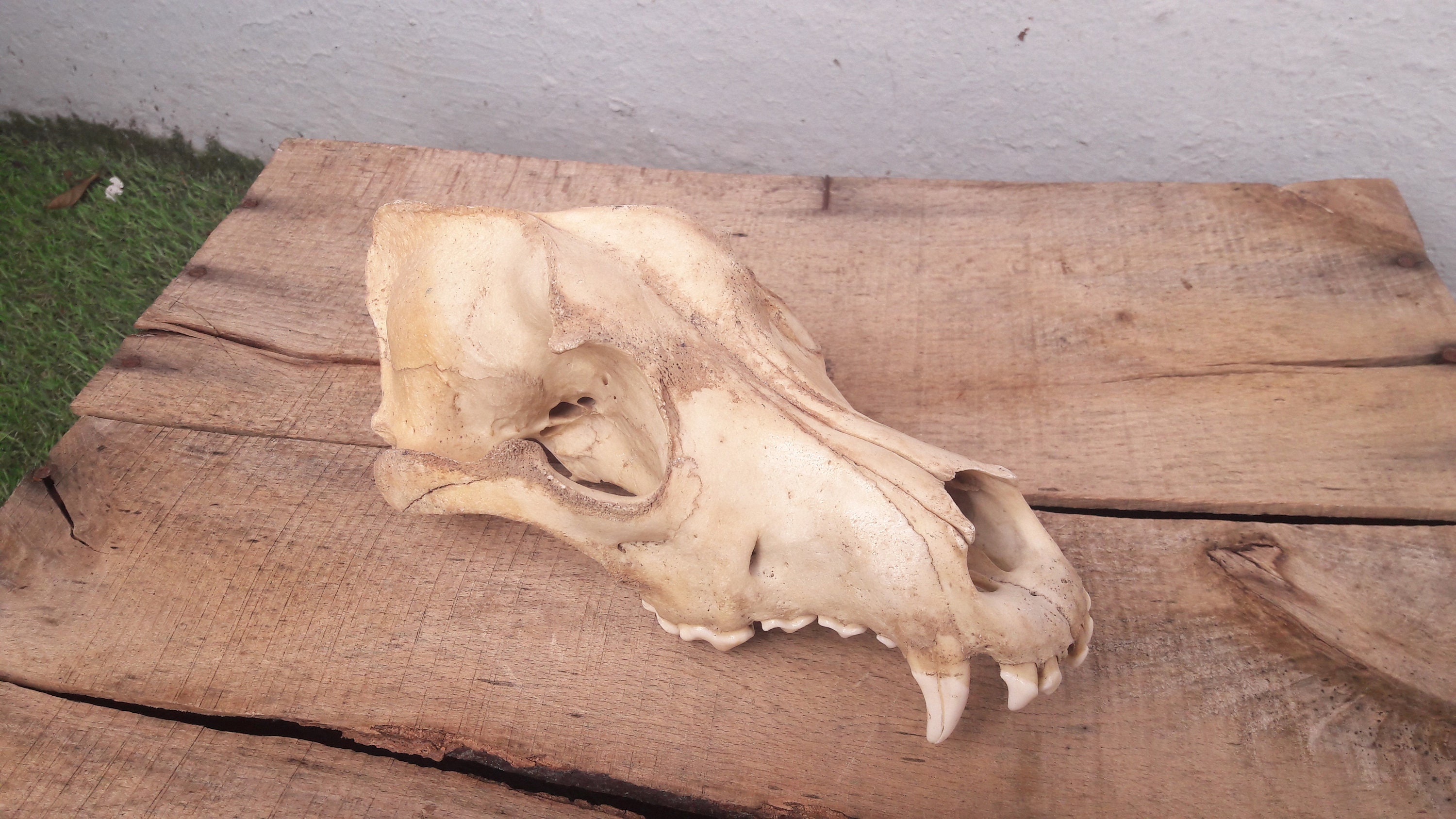 Big Top Skull/Crâne d' Animal