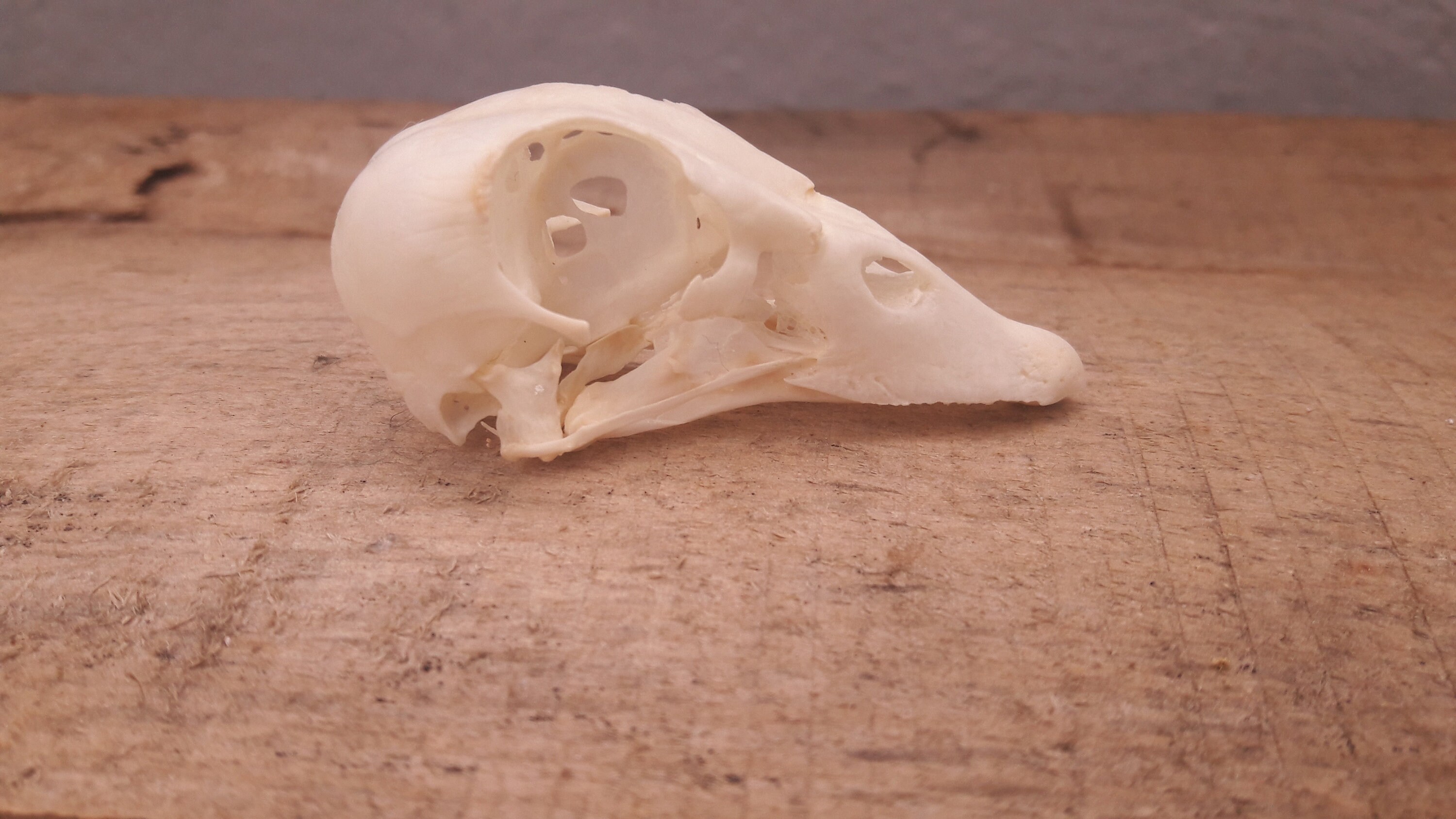 Crâne d'oie Pygmée Africaine | Nettapus Auritus