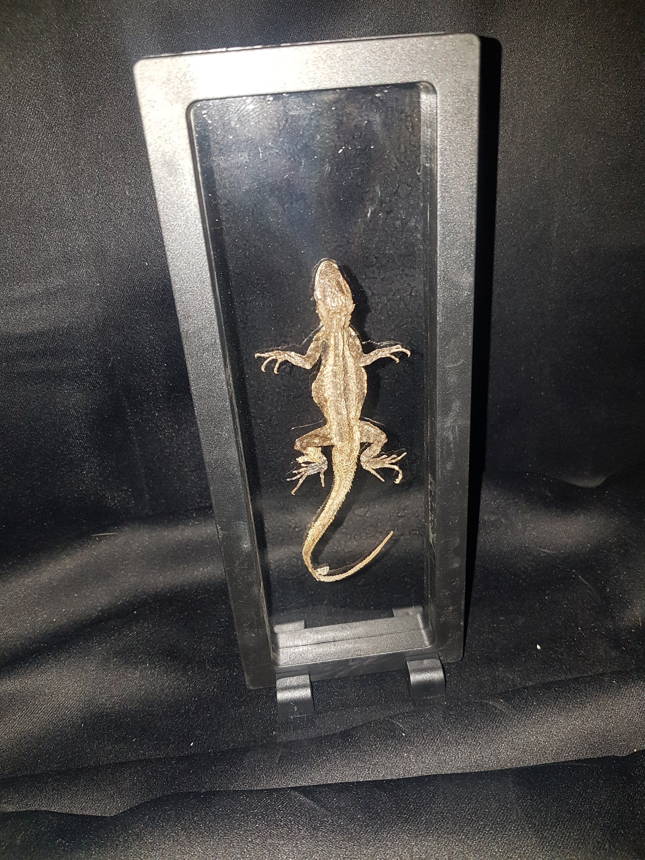 Dry-Preserved Lizard in A Floating Frame