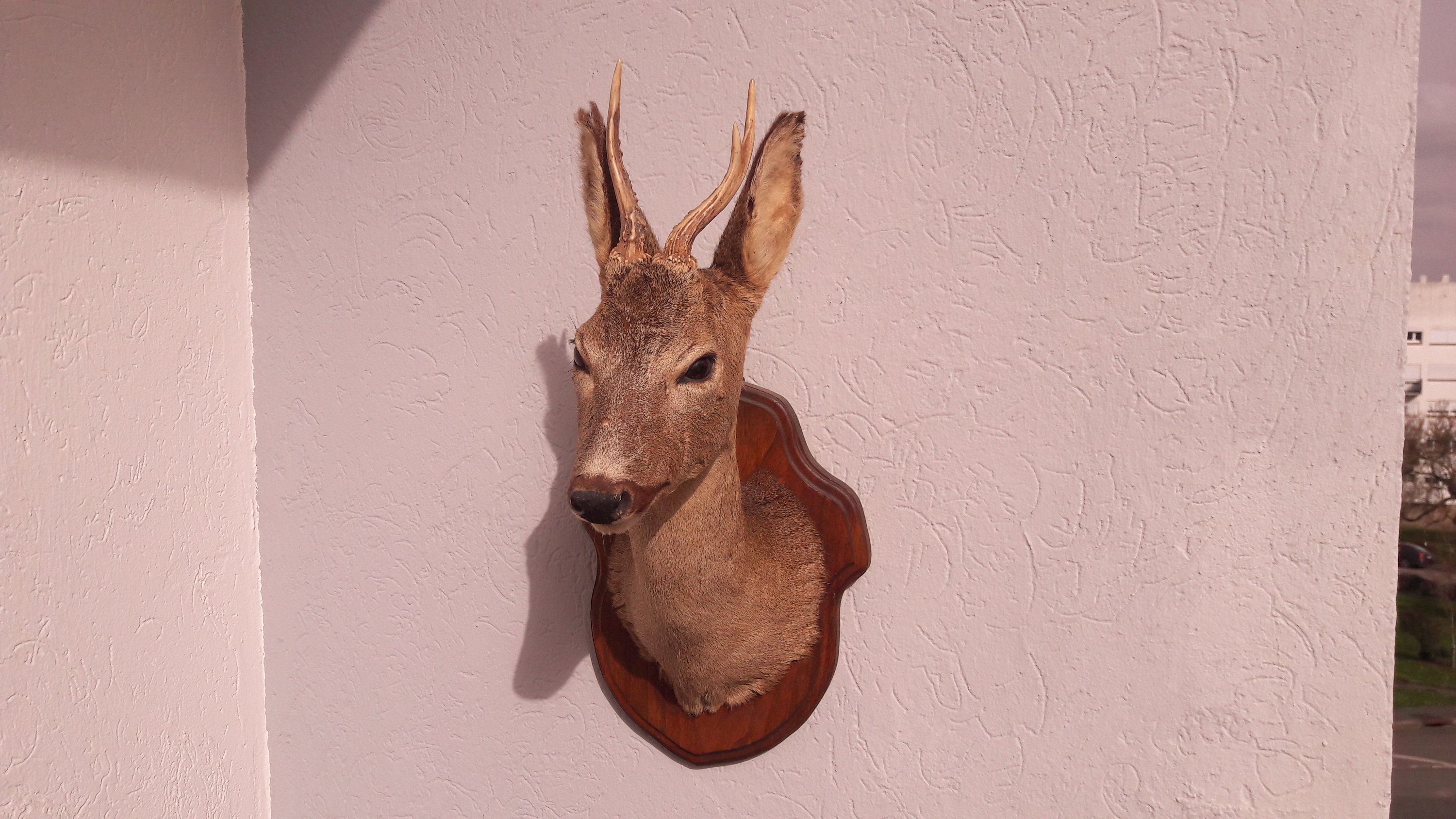 Taxidermie de Chevreuil sur Écusson