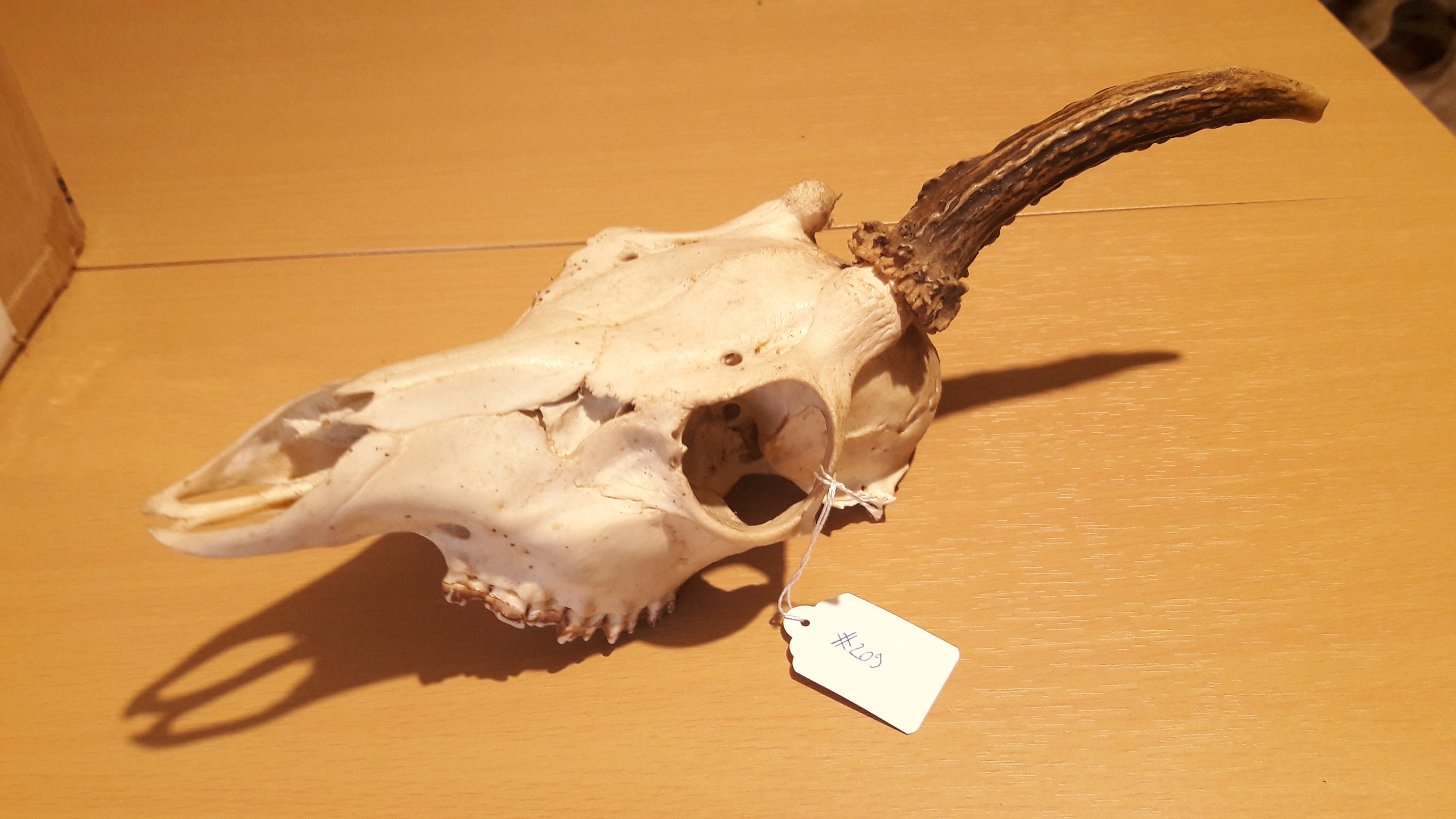 Roe Deer Skull #c209 ; Crâne de Chevreuil